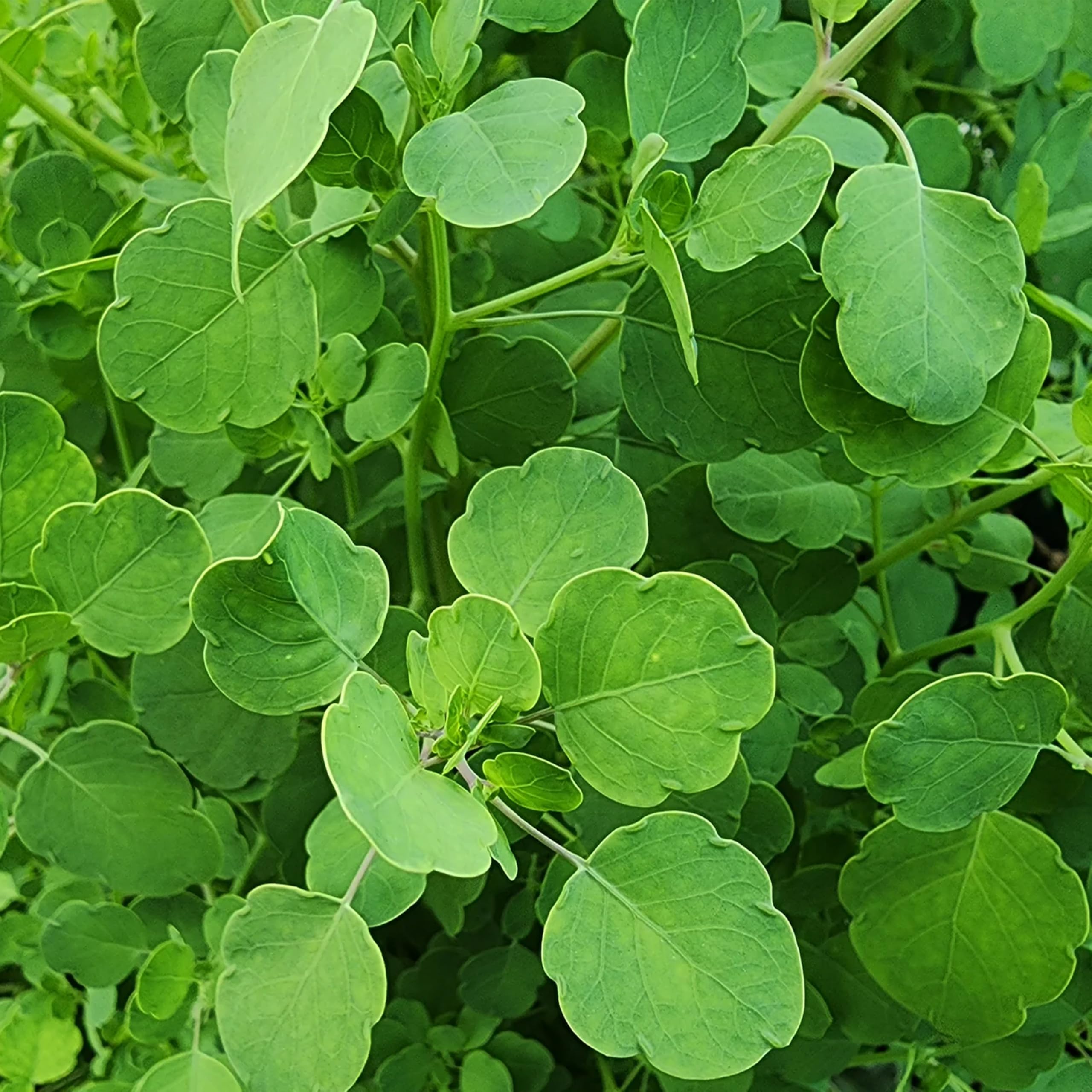 KVITER 100 Mexican Papalo Seeds (Porophyllum Ruderale) – Semillas de Papaloquelite, Semilla de Papalo Mexicano, Bolivian Coriander – Organic & Heirloom Herb seeds for planting, Ideal For Sunny Gardens