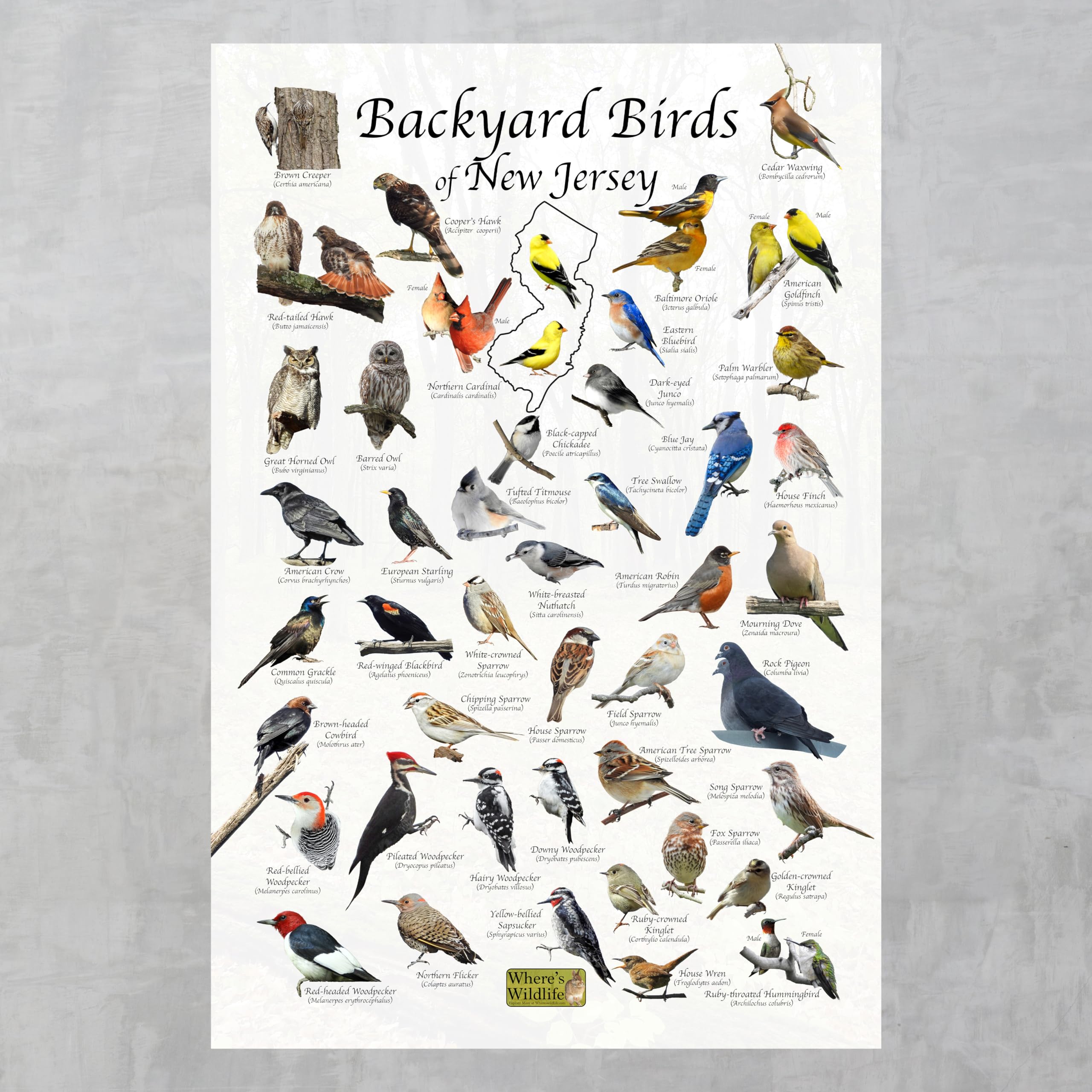 Amazon.com: Where's Wildlife Backyard Birds of New Jersey