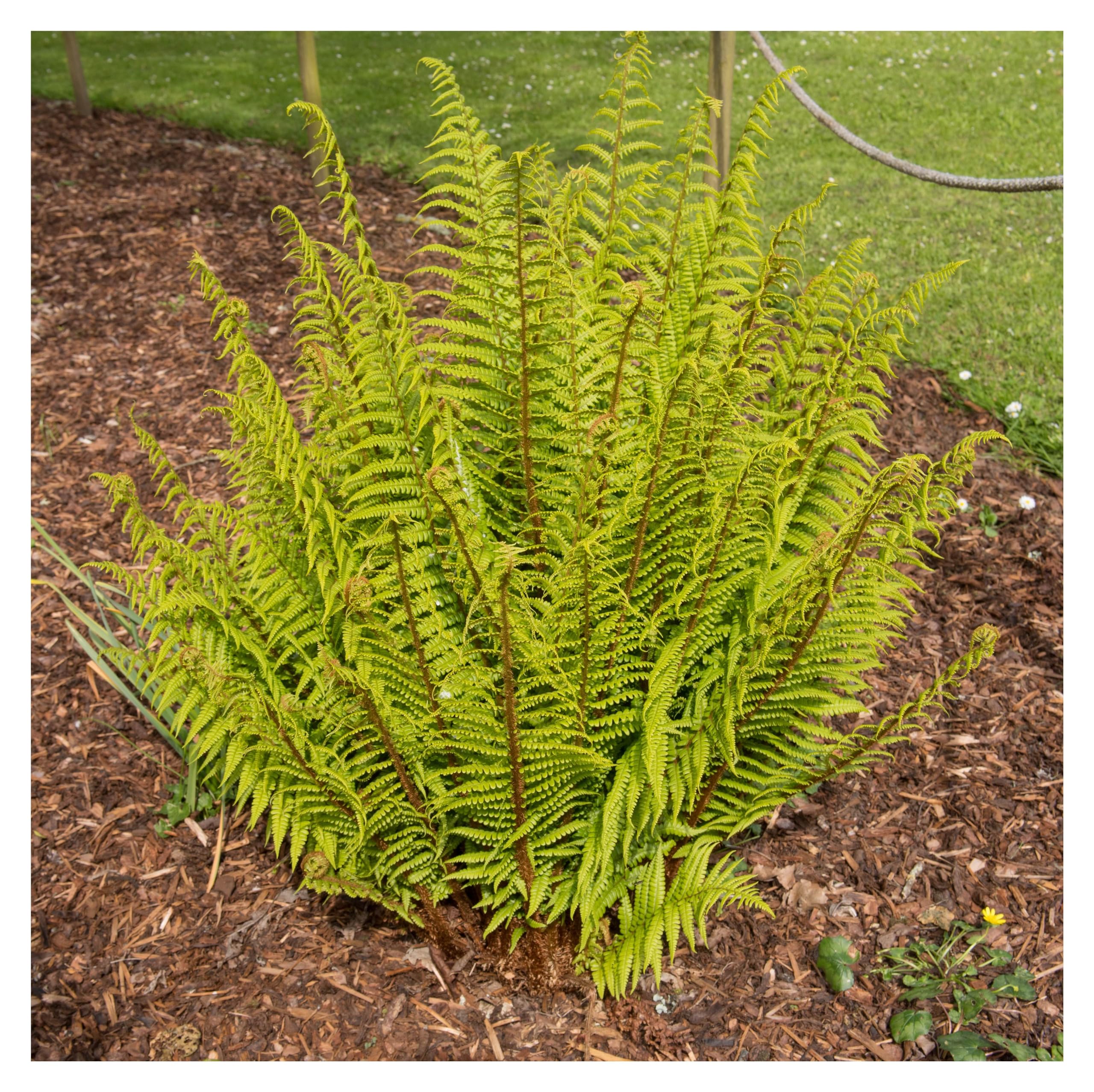 Stauden Gänge 3 x Dryopteris affinis im 1 Liter Topf (Farn/Winterhart/Mehrjährig/Staude/Immergrün) Heimischer Goldschuppenfarn - Struktur und Anmut für schattige Beete