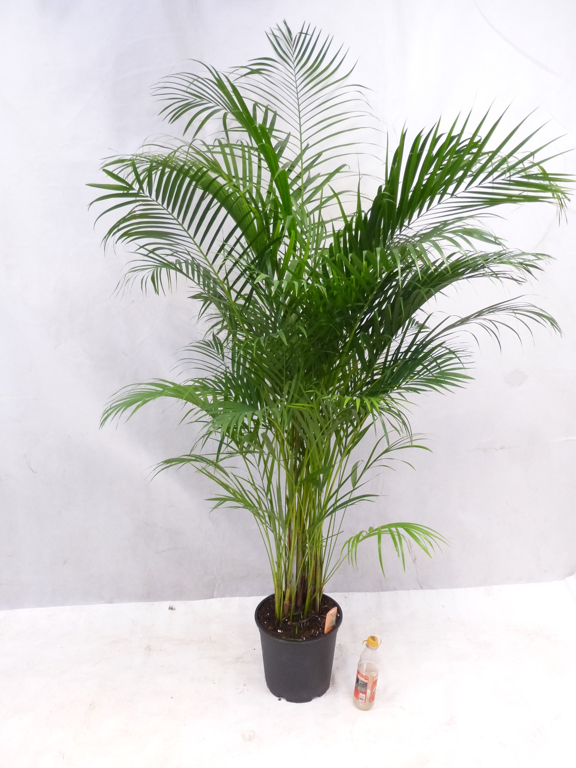 Palmenlager] XL Goldfruchtpalme 160/180 cm - Areca Palme - // Zimmerpflanze  Zimmerpalme : Amazon.de: Garten