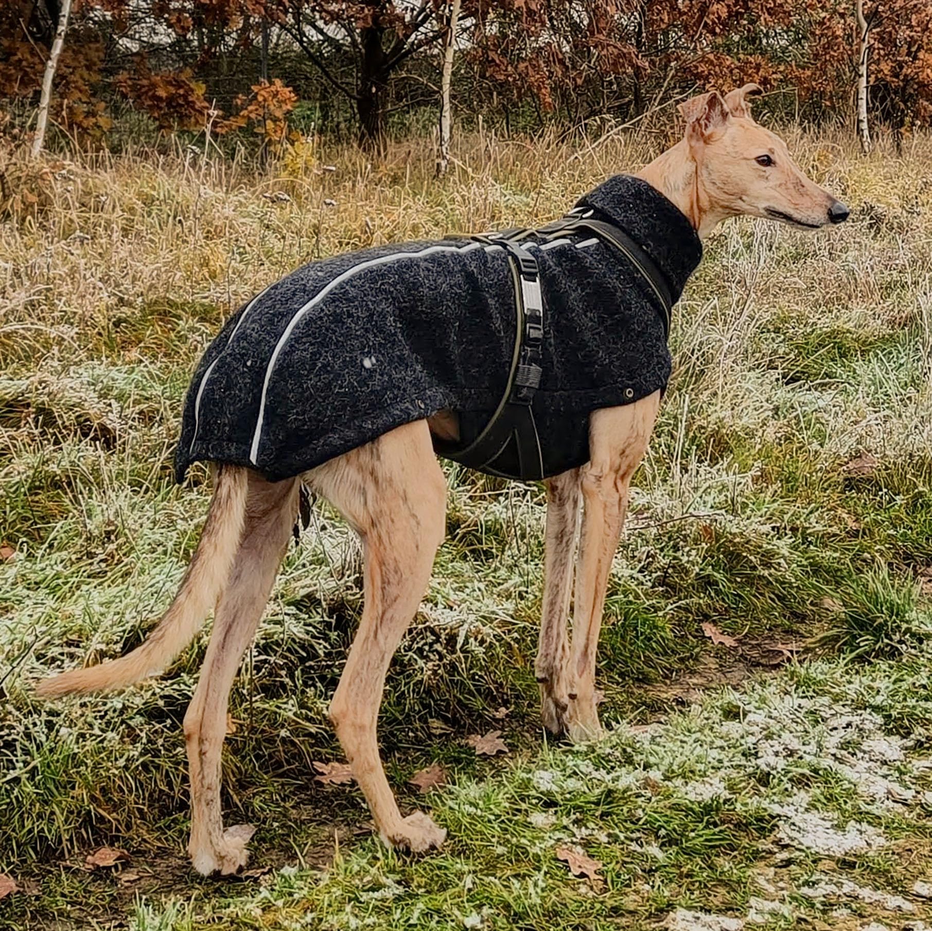 EDEL&SCHNELL Hundemantel wasserdicht, Woll-Wintermantel für Ridgebacks, Dalmatiner, Weimaraner und andere schlanke Rassen, Hunde Wintermantel Größe 65-70