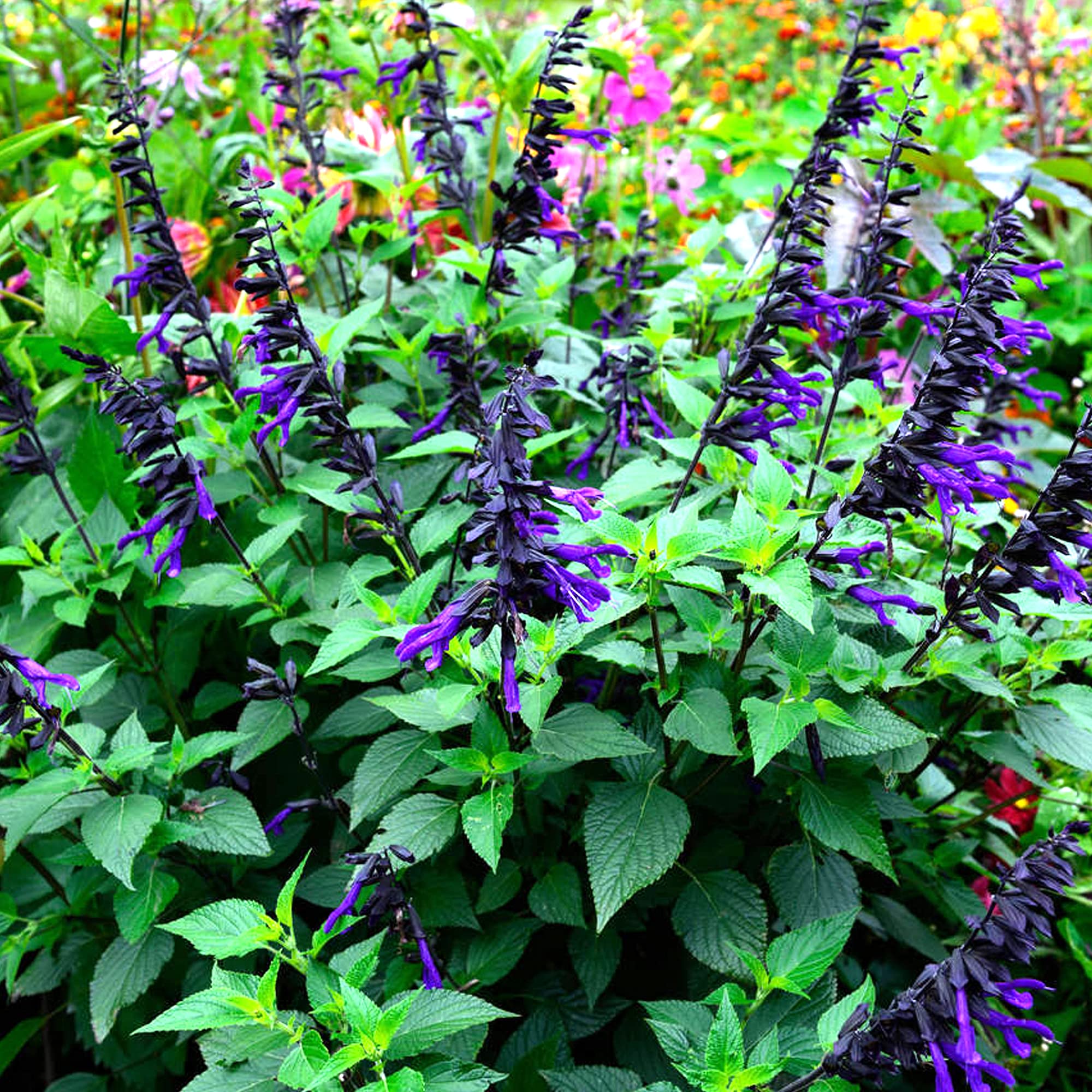Salvia Amistad Sage Tall Upright Scented Perennial Purple Flowering Potted Plant (9cm Pot, 15-30cm)