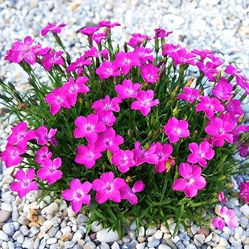 300+ Perennial Dianthus Plumarius Sweetness Seeds Fragrant, Long-Blooming Non-GMO Flower Seeds Perfect for Colorful Garden Planting