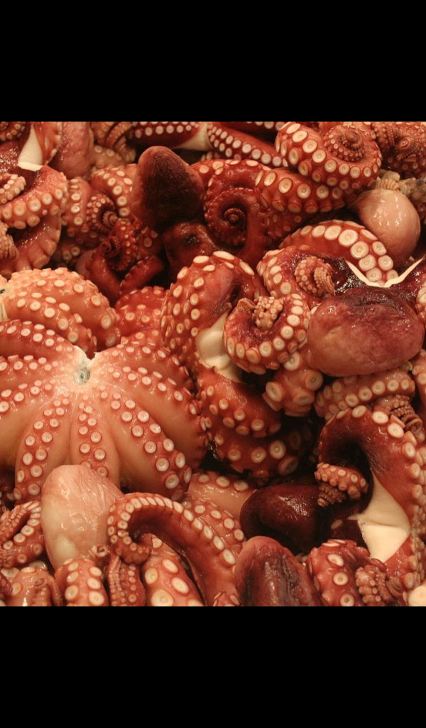 Captivating Where Can I Buy Squid Wallpaper for Mobile Captivating Where Can I Buy Squid Wallpaper for Mobile