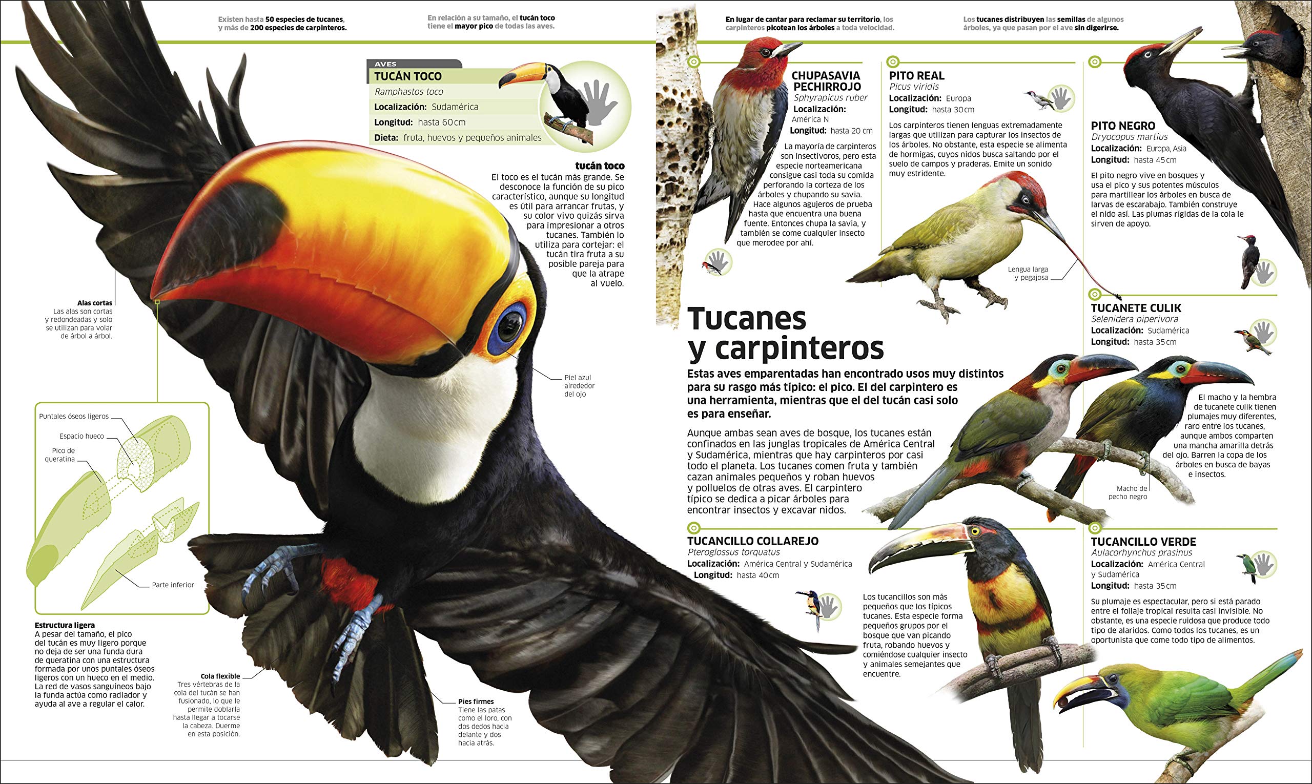 Animales (Knowledge Encyclopedia Animal!): El reino animal como nunca lo habias visto (DK Knowledge Encyclopedias) (Spanish Edition) - Image 4