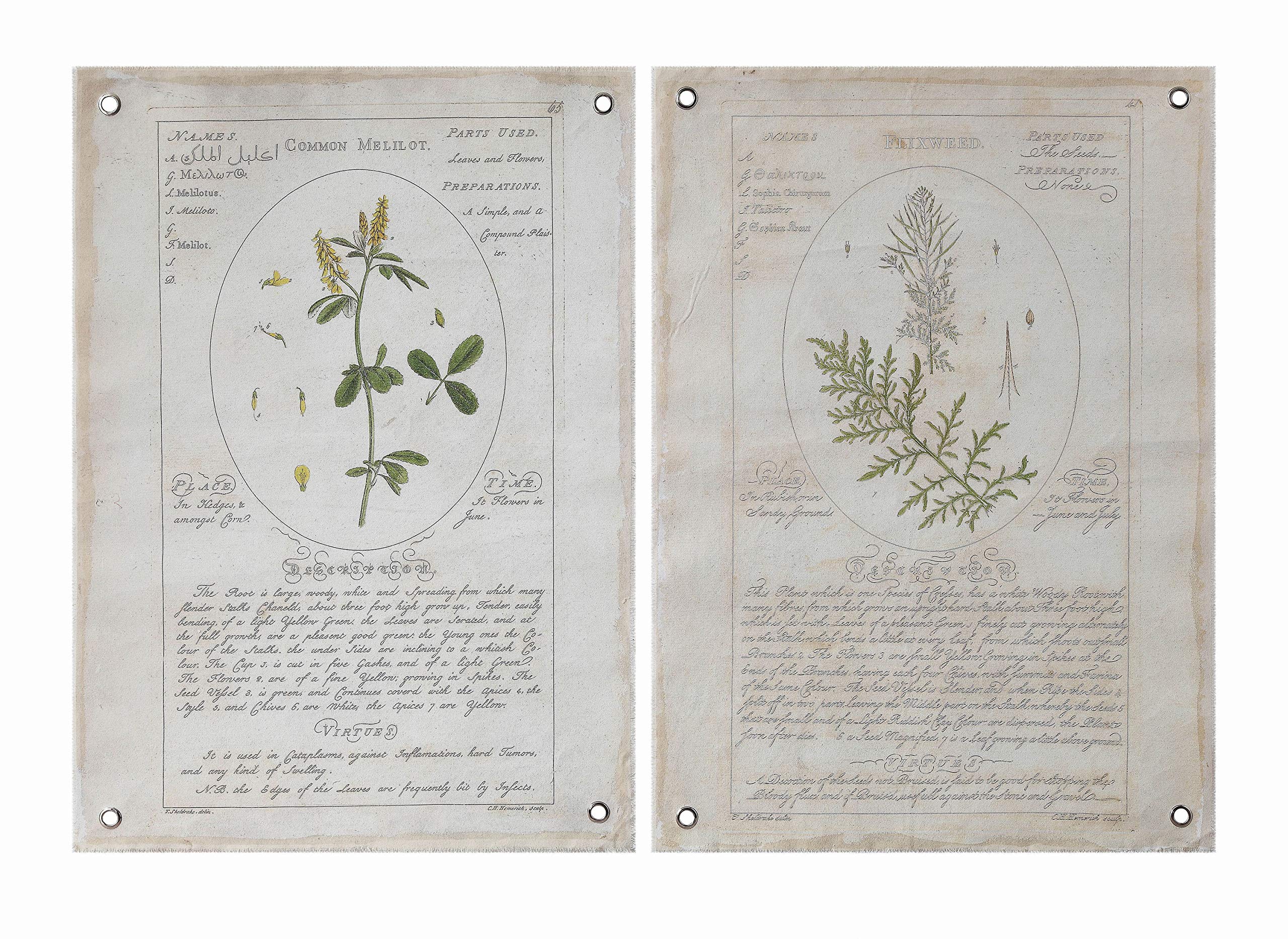 Creative Coop Vintage Reproduction Botanical Descriptions on Canvas