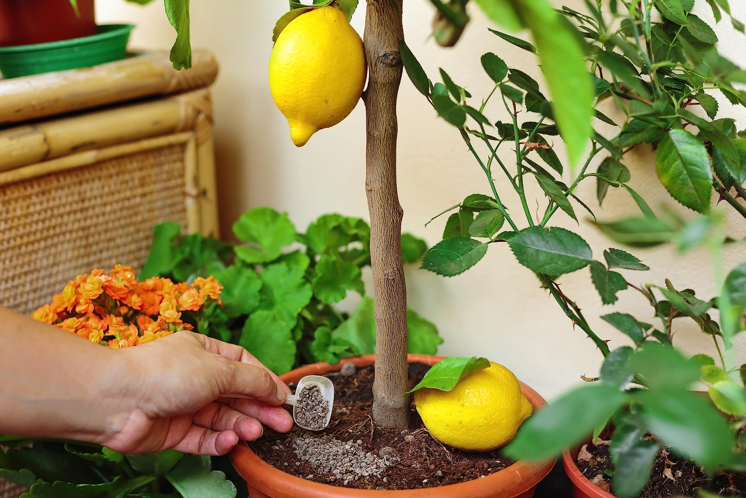 R&R SHOP  Bio-Dnger fr Zitrusfrchte, komplettes Bio-Lebensmittel,  langsame Freisetzung, perfekt fr Zitronen, Orangen, Mandarinen,  Grapefruits und Zitronen im Innen- und Auenbereich  150 g : Amazon.de:  Garten