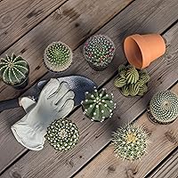 Vista 3 de Altman Plants - Colección de cactus surtidos para jardines, contenedores o regalos