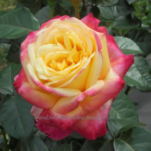 Roses Wallpaper