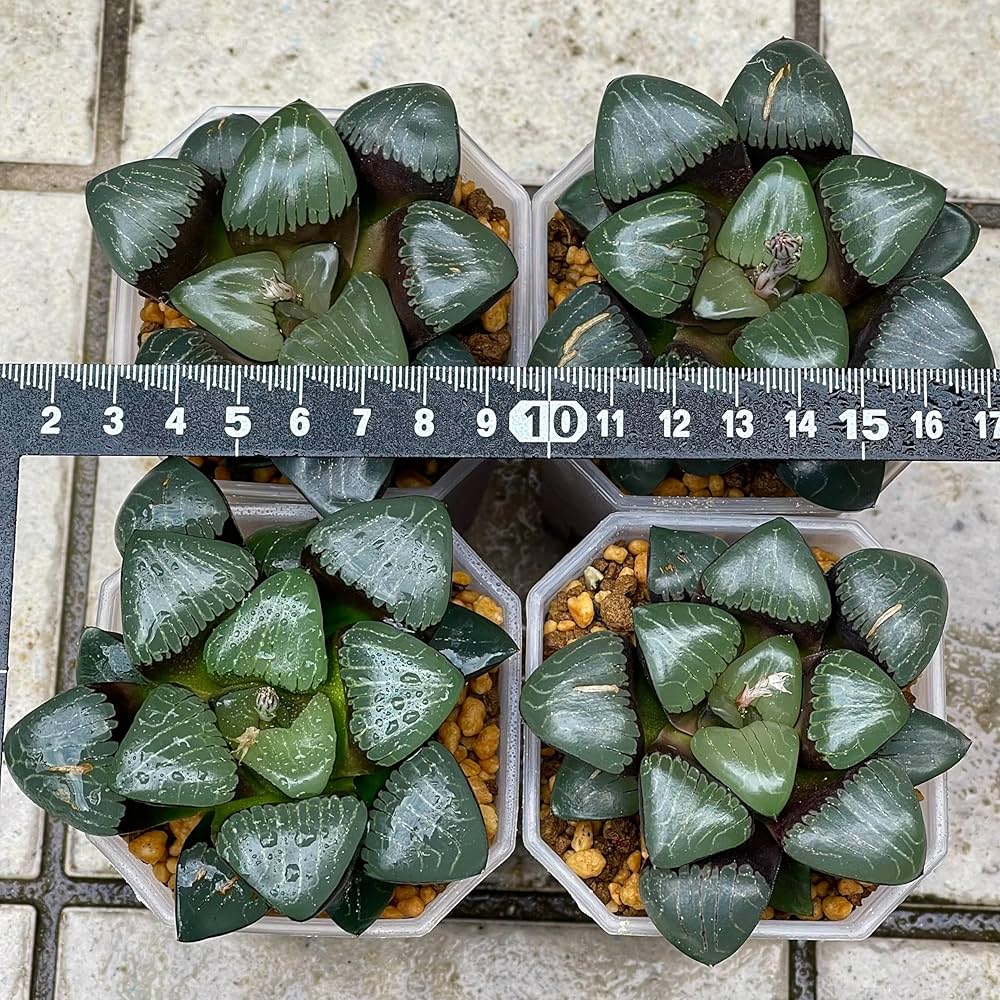 Amazon｜多肉植物 観葉植物 ハオルチア ハオルシア コレクタ 丸