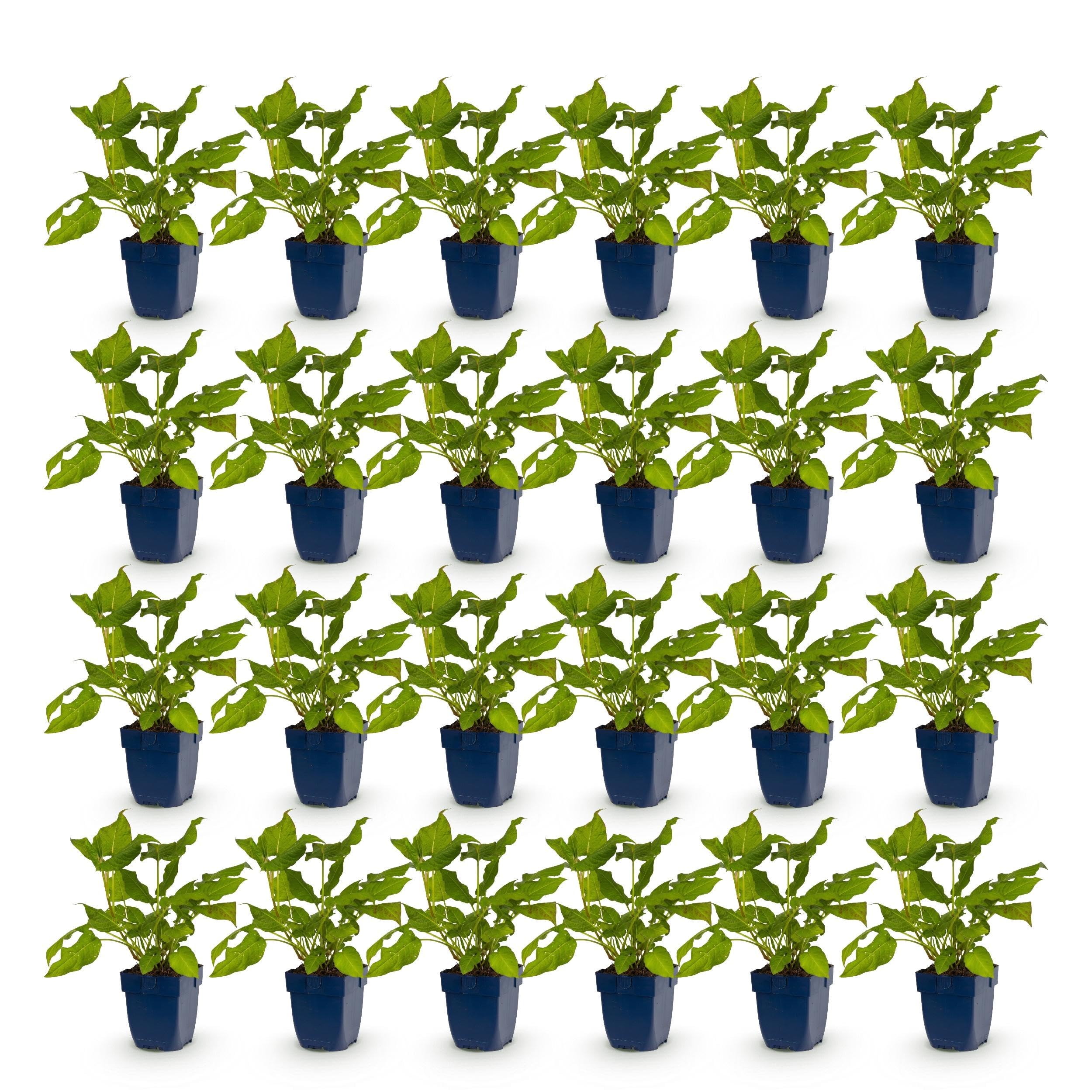 Persicaria amplexicaulis – rdest – rośliny przyciągające pszczoły i motyle – czerwone – 24 sztuki - 15-25cm - Ø11cm - Roślina ogrodowa