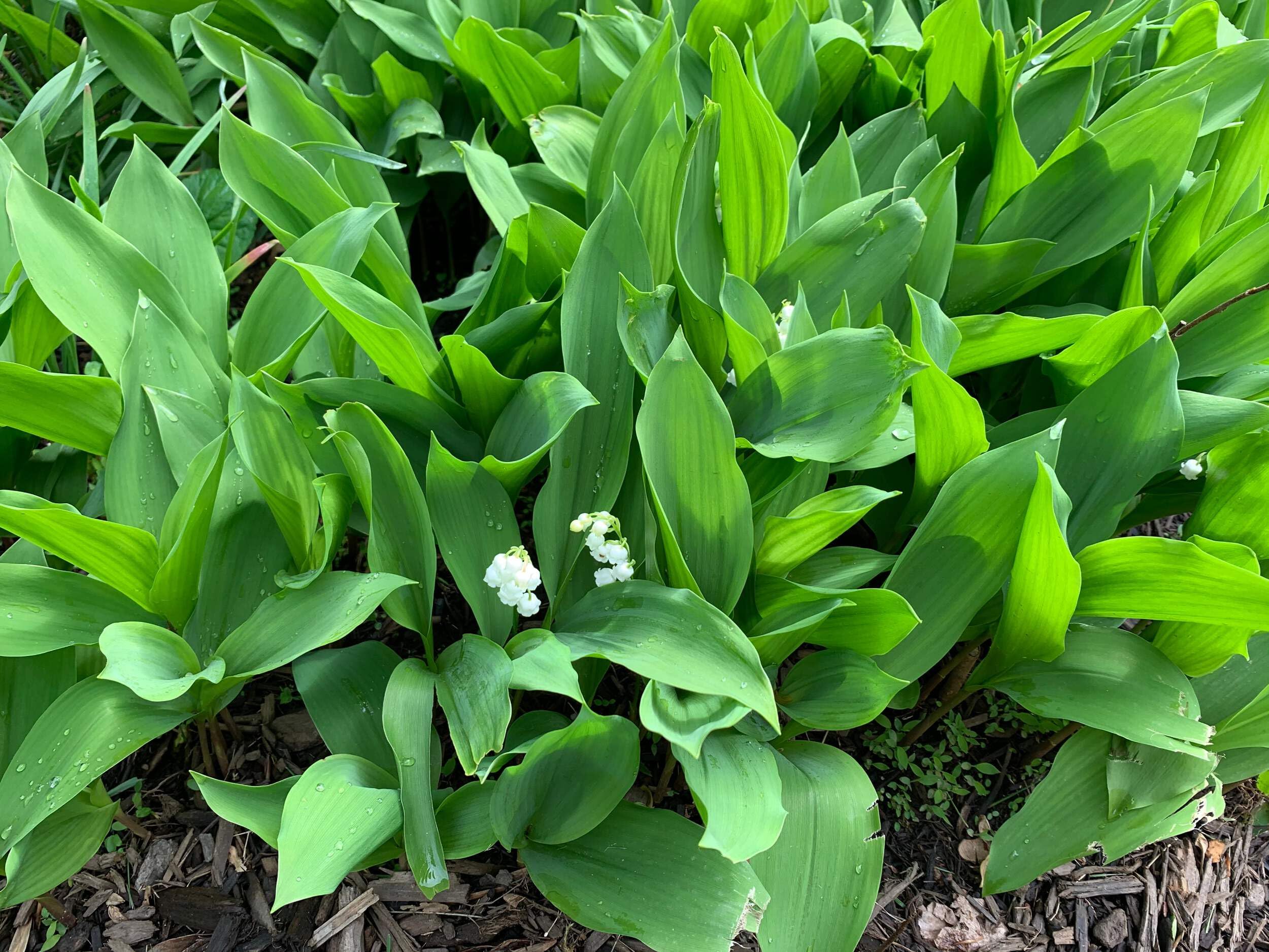 Lily of the Valley 10 Pips