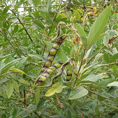 Miniatura 4 de YEGAOL Garden - Semillas de cajún de cajún tolerantes a la sequía, fáciles de cultivar, orgánicas, sin OMG, cortavientos para exteriores, 10 piezas