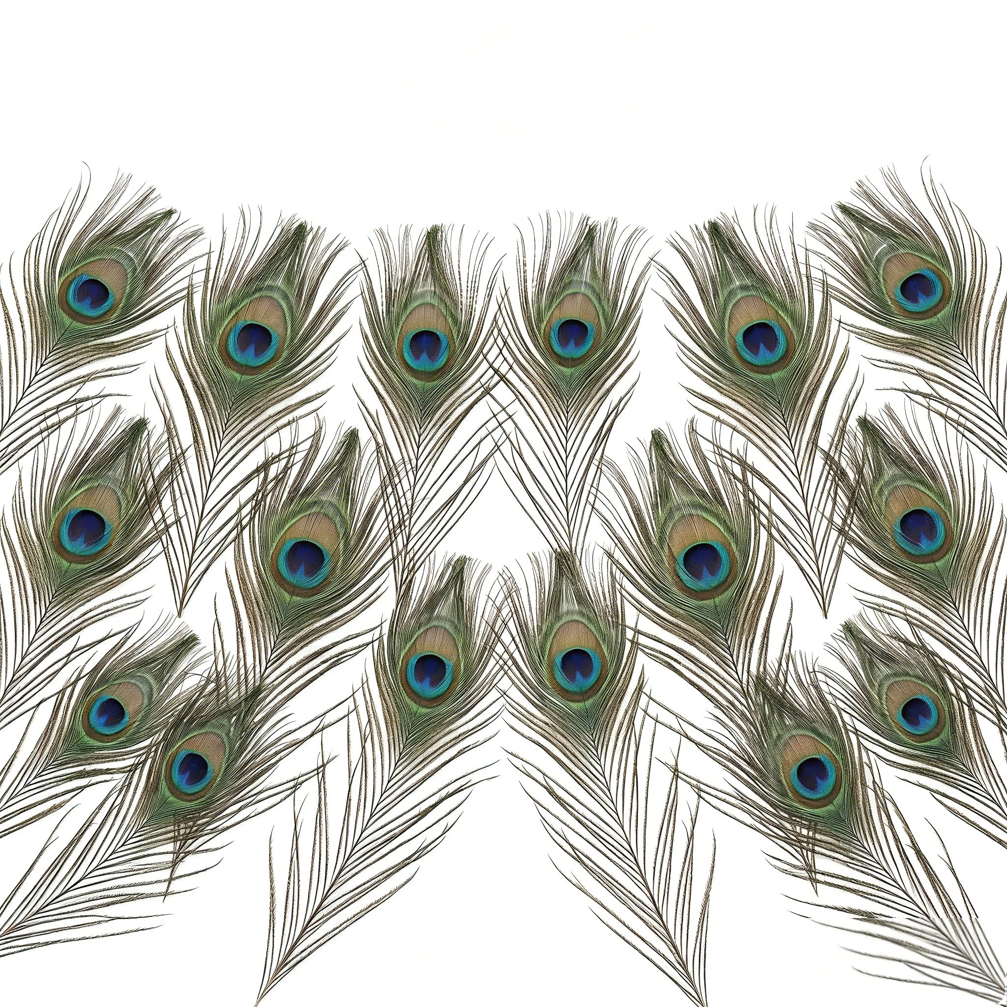 16 Pcs Natural Peacock Feathers 10 to 12 Inch for Crafts Wedding Centrepieces Vase Fillers Costume Making Floral Arrangements Home Decor