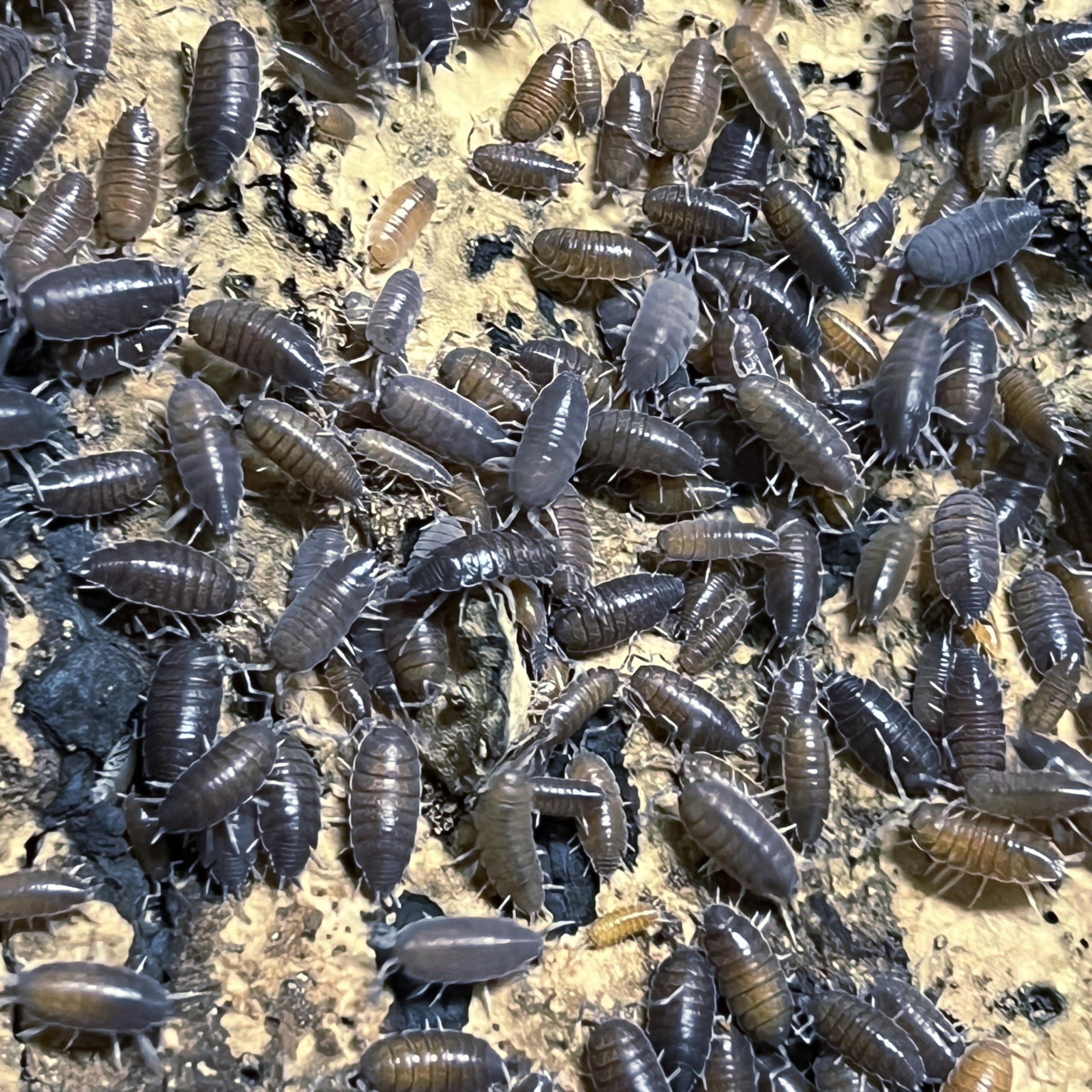 Live Powder Blue Isopods - Porcellionides pruinosus - Assorted Sizes - Terrarium Cleaner Crew - Live Arrival Guaranteed (100 Count)