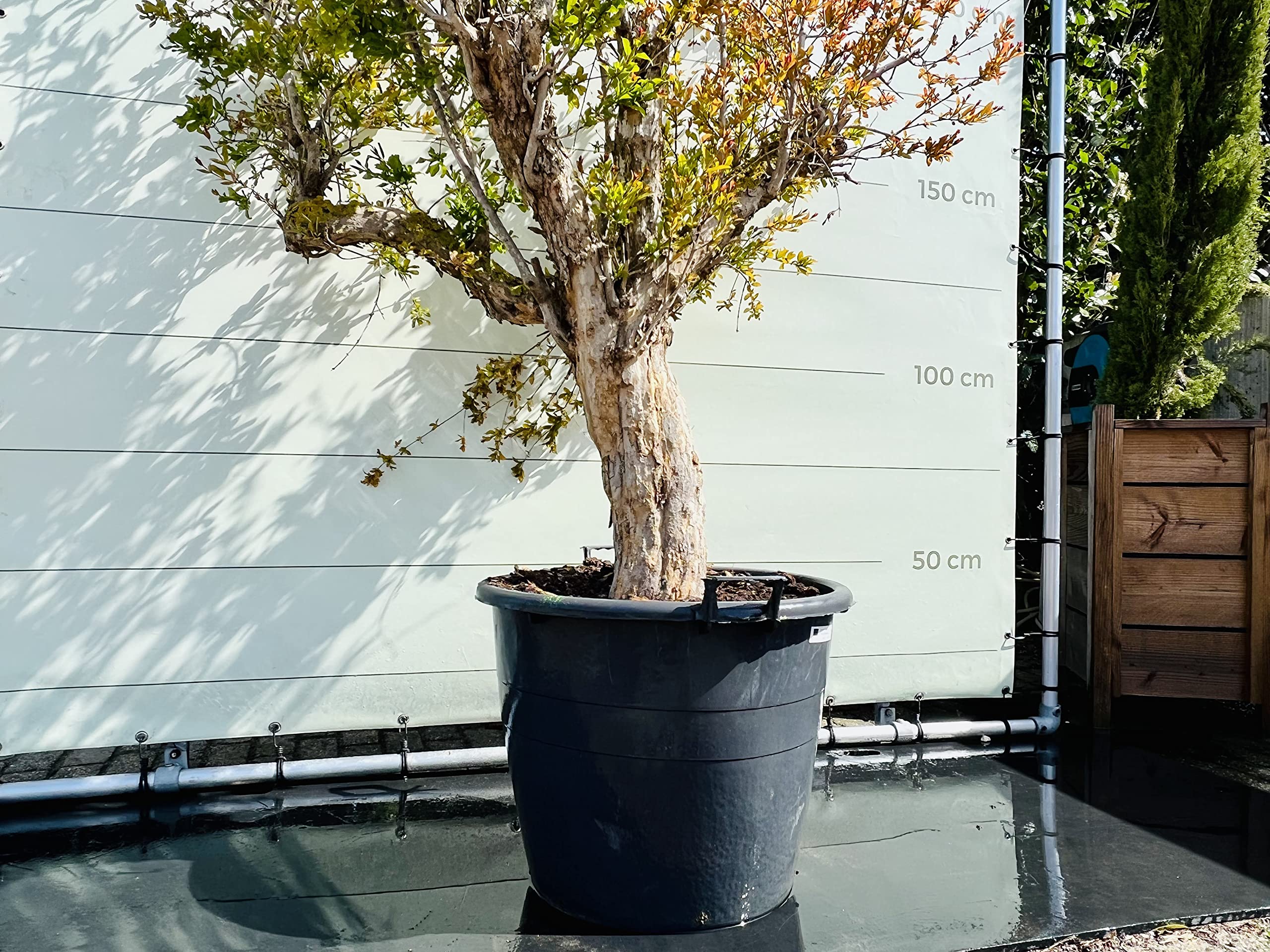Tropictrees - GRANATAPFEL BAUM GRÖßE XXL, STAMMUMFANG 40-50CM