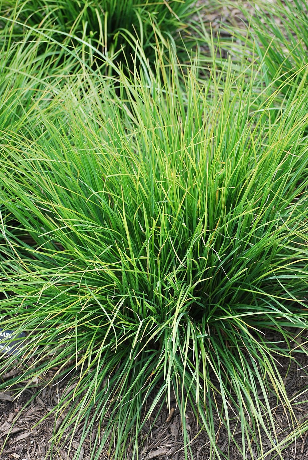 Perennial Farm Marketplace Seslaria autumnalis (Autumn Moor) Ornamental Grass, Size-#1 Container, Yellowish Green Foliage (Pack of 5)