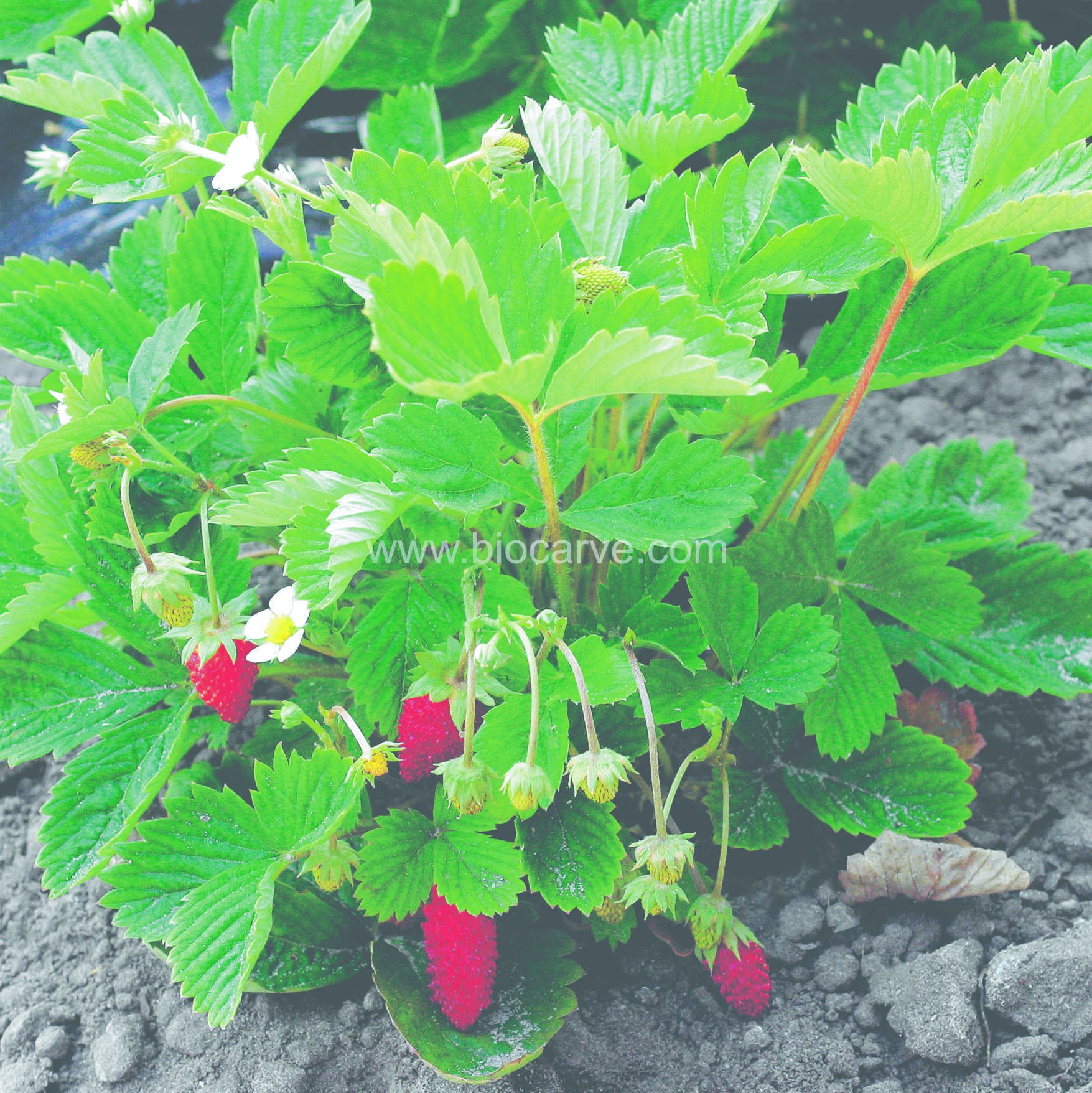 Biocarve Seeds Herb Alpine Strawberries - Pack of 50 Seeds (B01125V7DK) Amazon Price History, Amazon Price Tracker