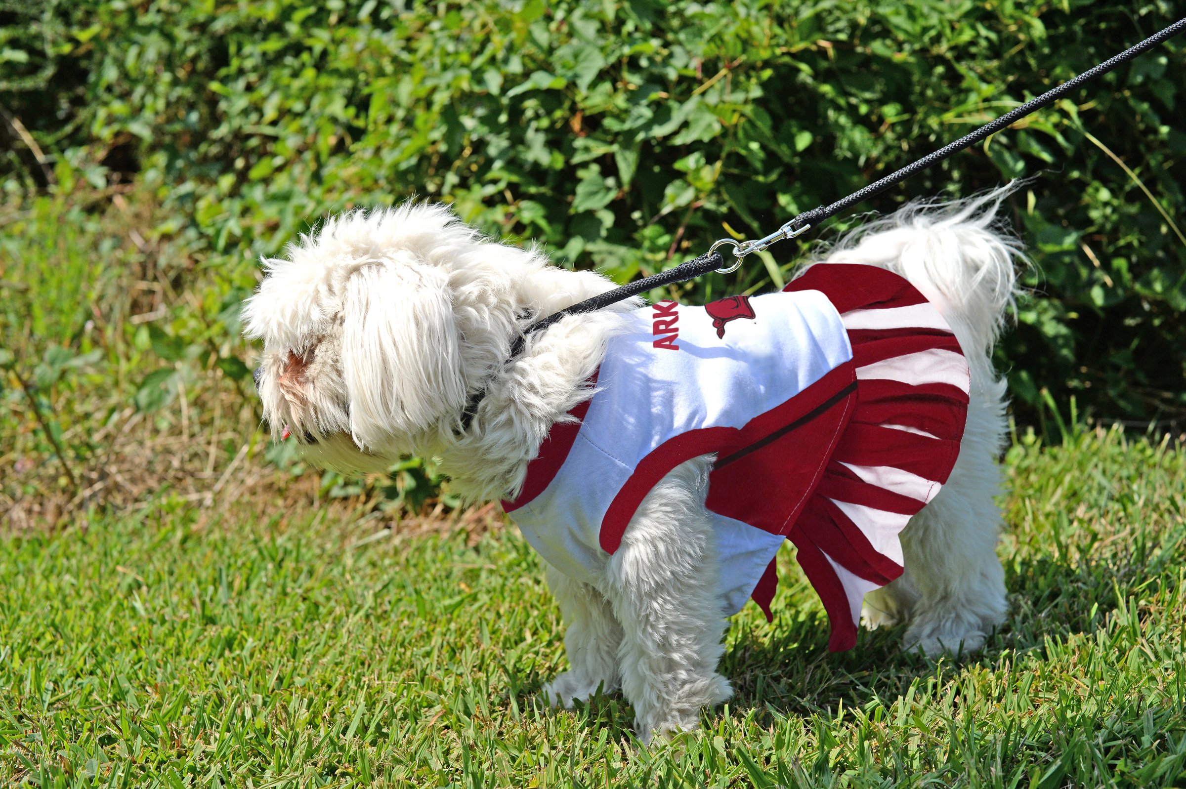 Arriba 73+ imagen dog cheerleader outfit Abzlocal.mx