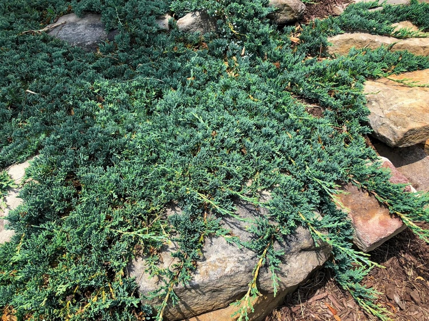 Blue Rug Juniper Wiltonii | 10 Live Plants | Juniperus Horizontalis | Creeping Ground Cover, Low Maintenance Shrub, Drought Tolerant, Evergreen Foliage, Fast Growing, Erosion Control