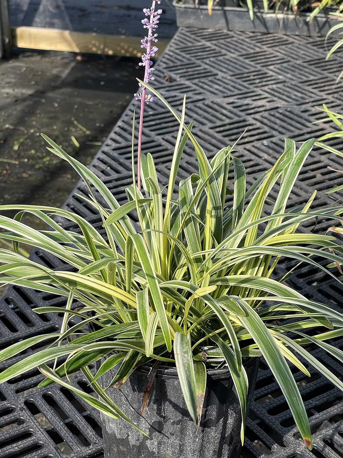 GARDENS OY VEY Four One Gallon Plants - Liriope 'Variegated' Grass (Liriope muscari 'Variegata'), Yellow
