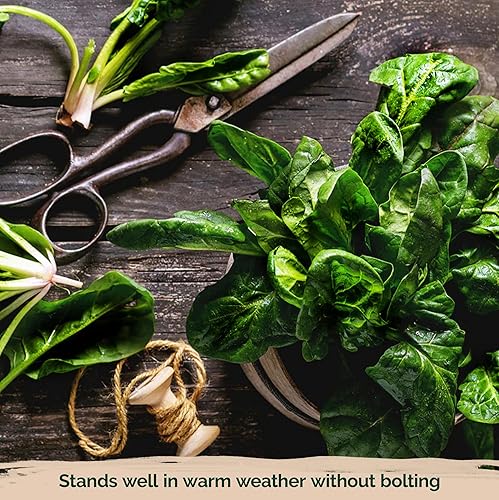 Miniatura 6 de KVITER 400 semillas de espinaca Bloomsdale (Spinacia oleracea), sin OMG y reliquia, tolerantes al calor, cortadas y vueltas, semillas vegetales
