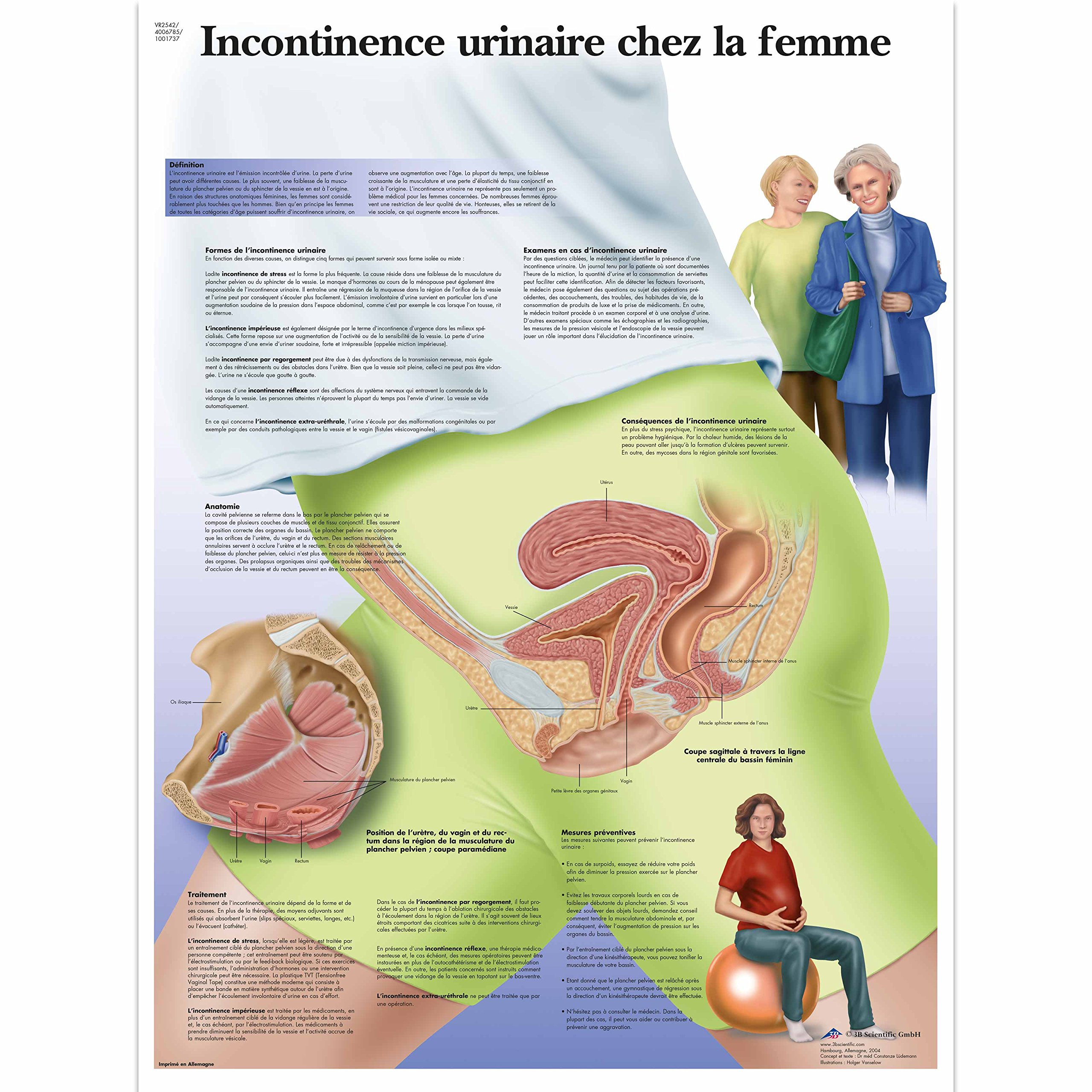 3B Scientific - Anatomical Board