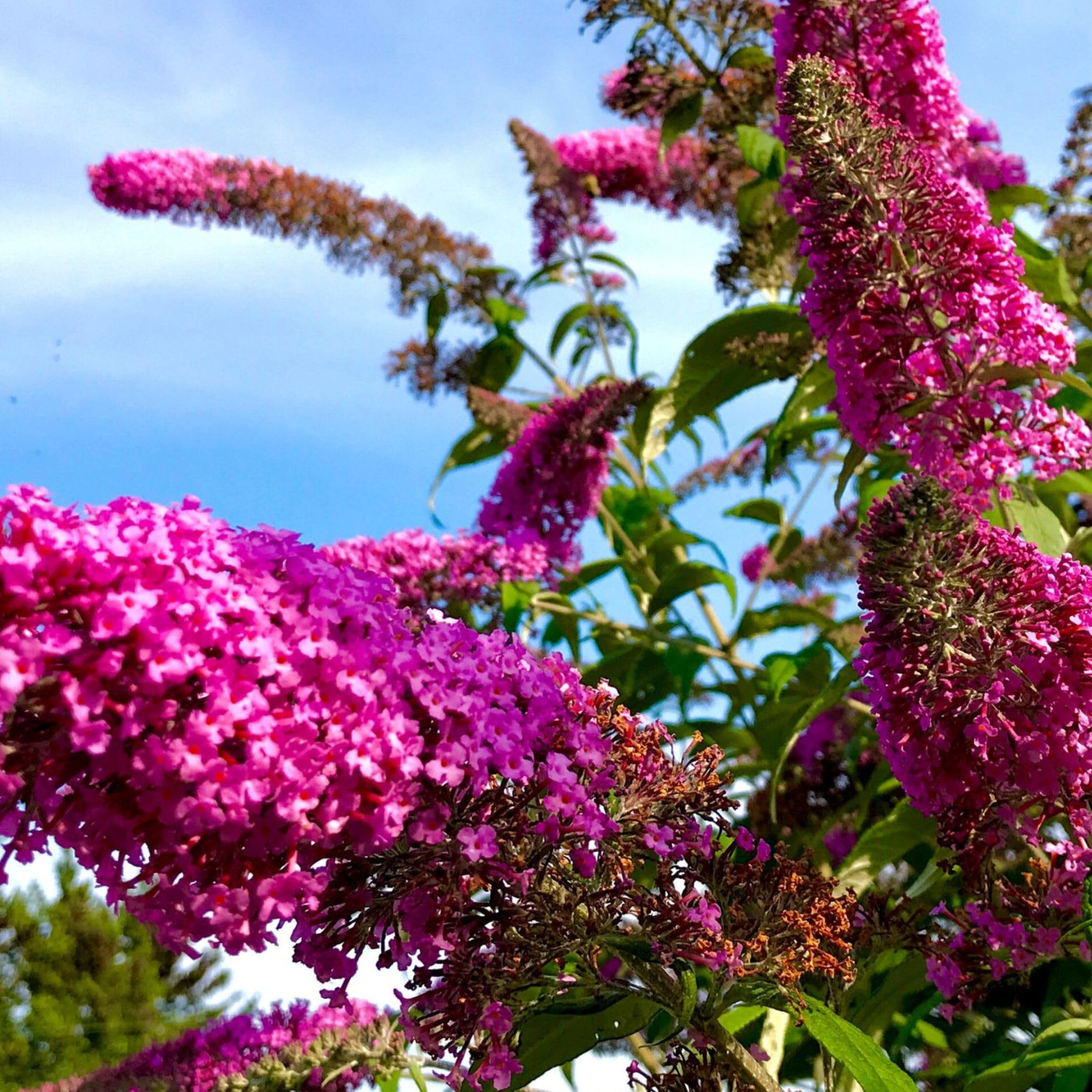 Plant in a Box - Buddleja Davidii Mix - 3 diferentes arbustos de mariposa - Maceta 9cm - Altura 25-40cm