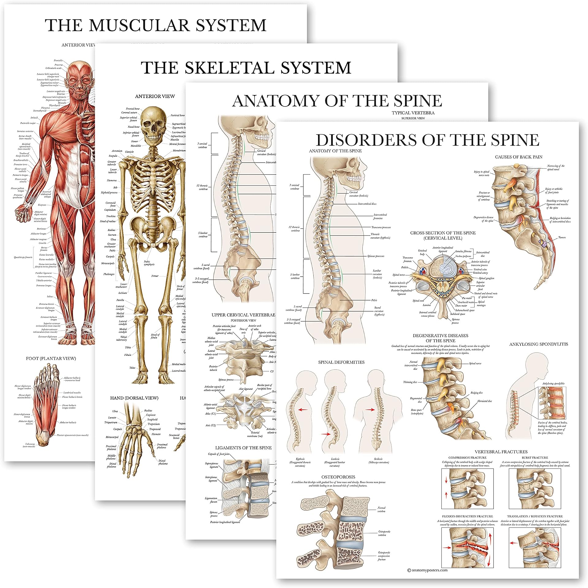 4 Pack Anatomical Poster Set Laminated Muscular Skeletal Anatomy Spine ...