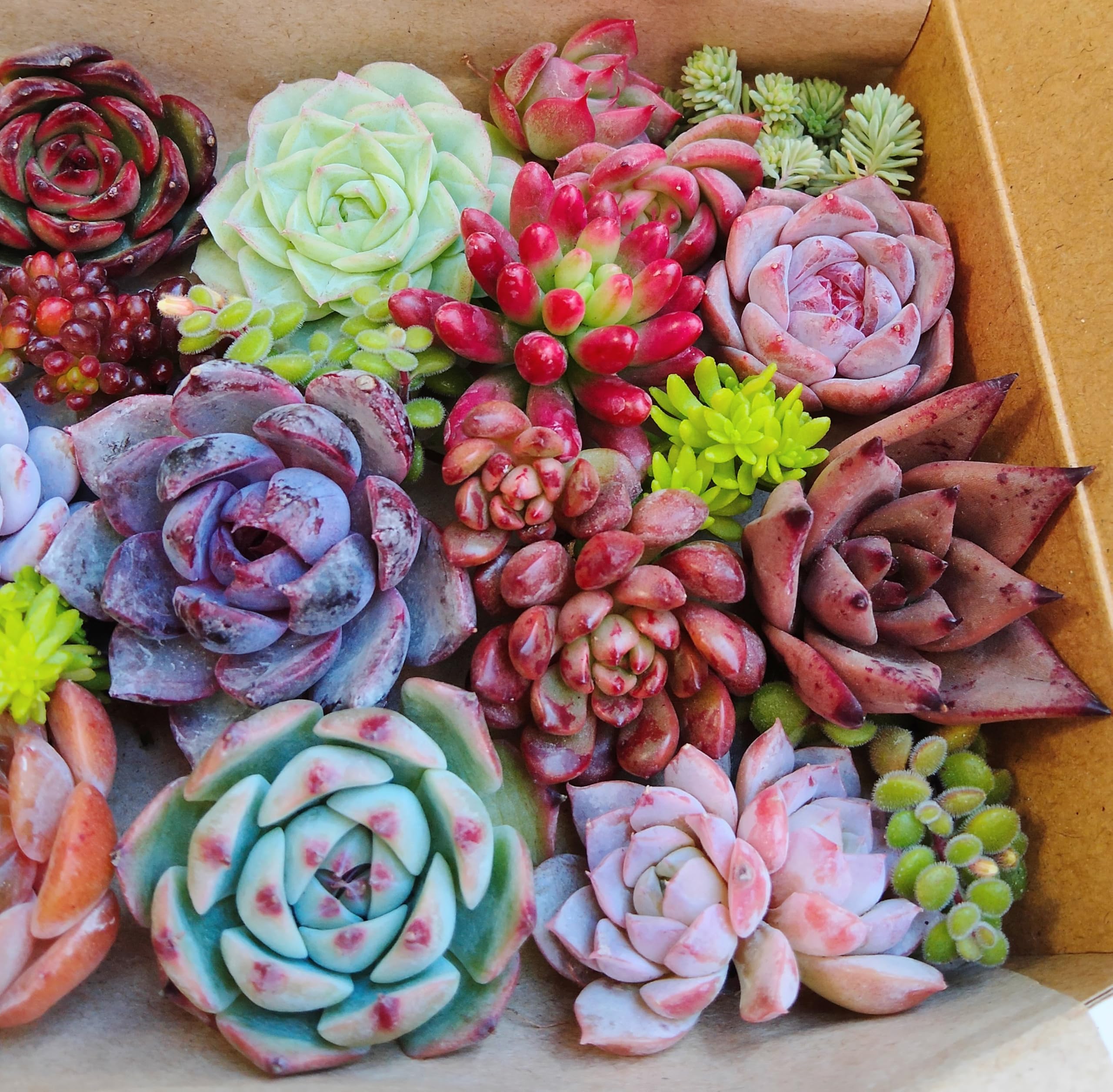 Amazon｜多肉植物 おまかせ 【カット苗】 14cm×9cm ミニ多肉セット