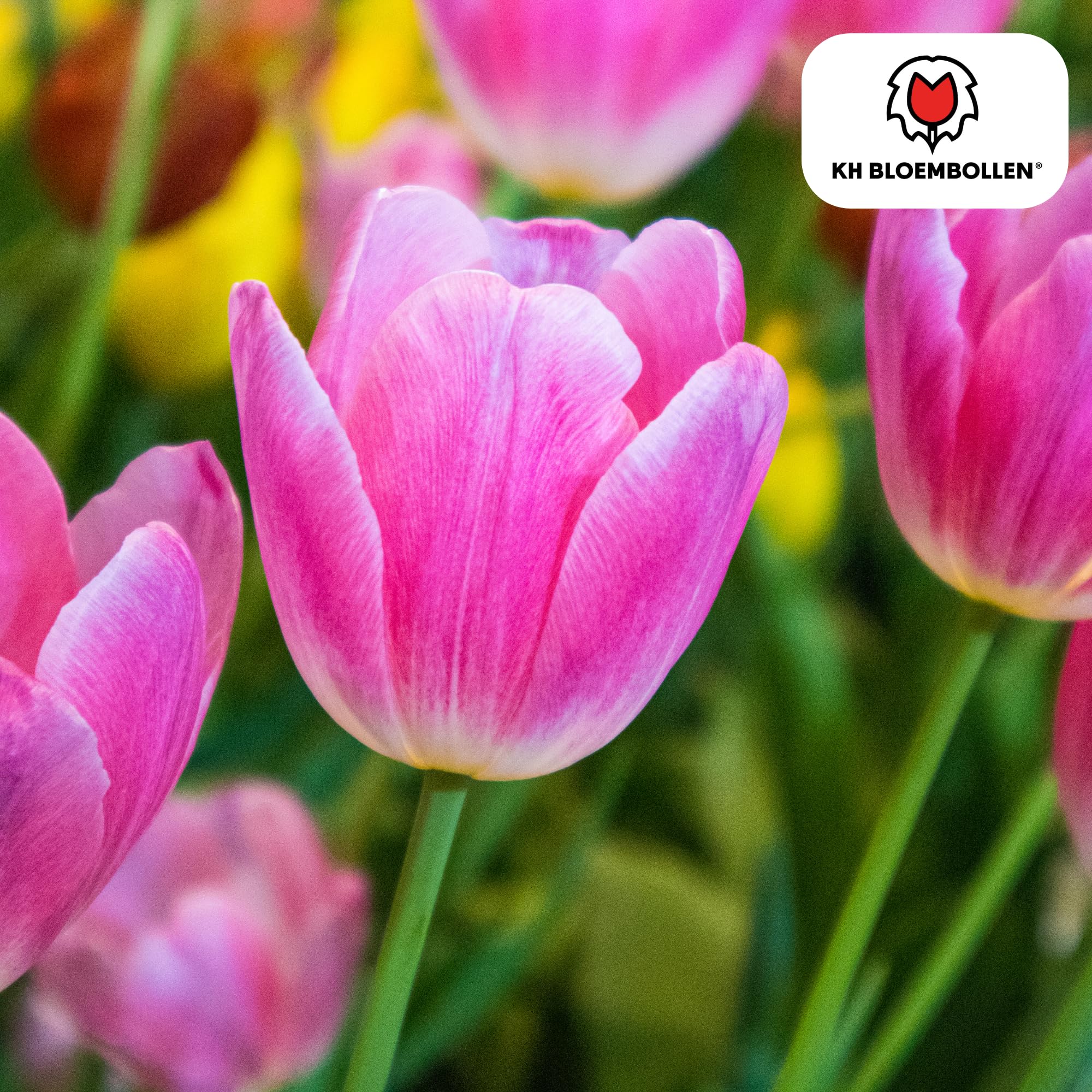 Bulbos de Tulipán Dynasty, Jardín y Macetas, Rosa y Blanco, 20 Unidades