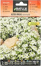 Semillas Batlle - Aliso Anual CESTA PLATA