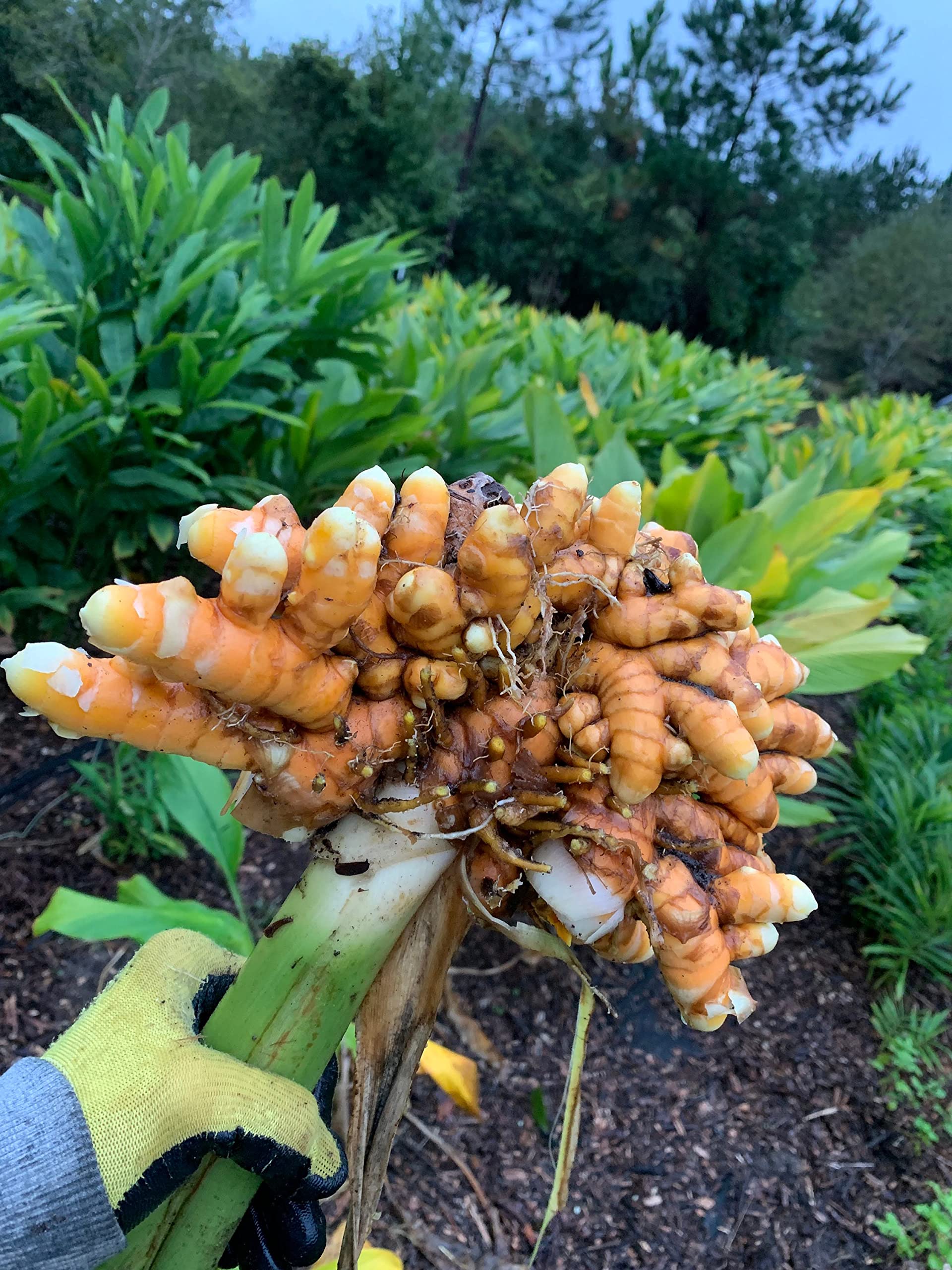 Haldi seeds for home garden, Home garden seeds for turmeric, 100% germination turmeric garden plant seeds (700 gm) (B0BSBSR99B) Amazon Price History, Amazon Price Tracker