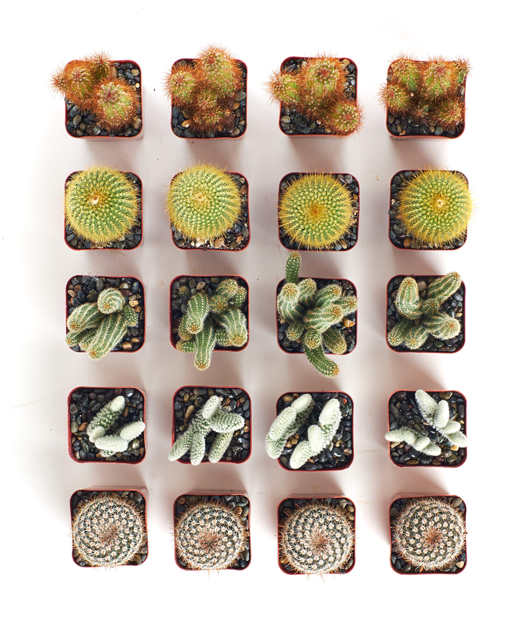 【限定コラボ鉢】HABITAT POT Valiem x COOL CACTUS Amazon.com : Shop Succulents | Cool Cactus Collection of