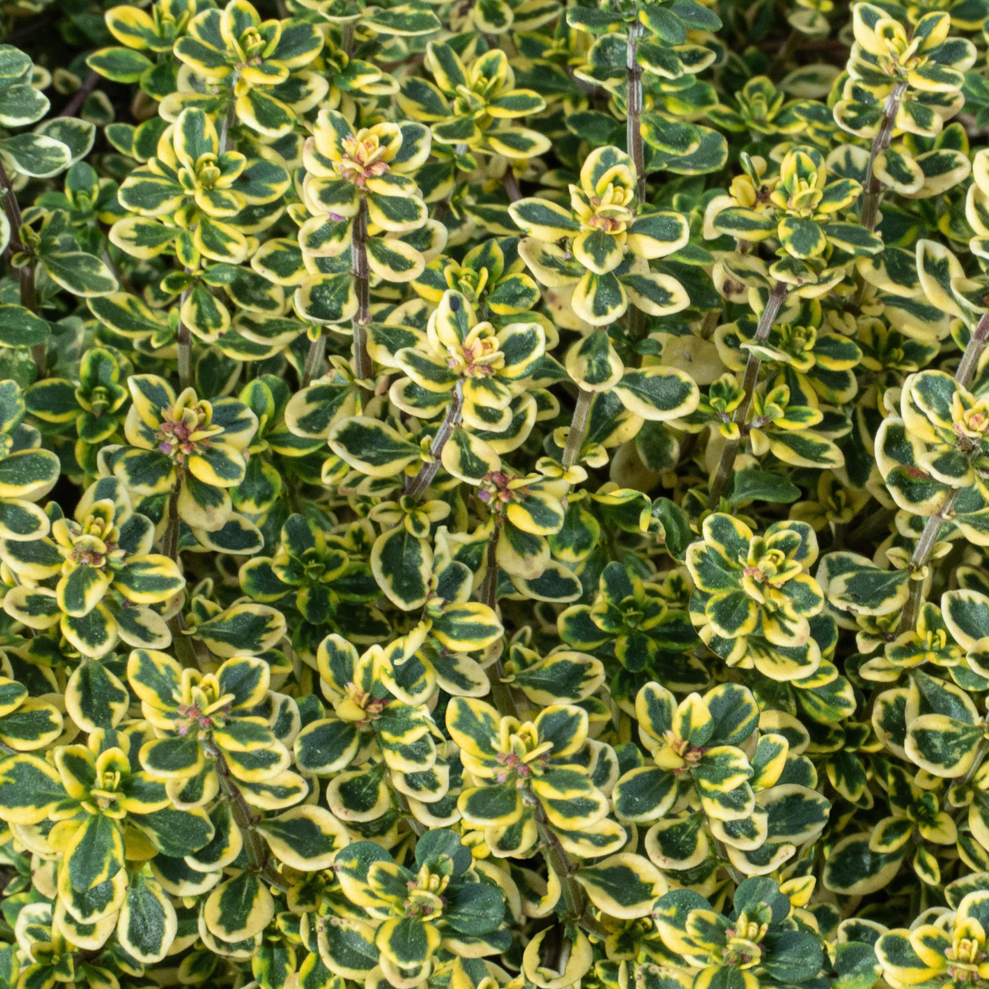 Thyme Lemon Variegated Plant - Cooking Herb | Perennial Outdoor Kitchen Culinary Garden Plant with Edible Aromatic Leaves | Grow Your Own Fresh Cooking Herbs | 8cm Pot
