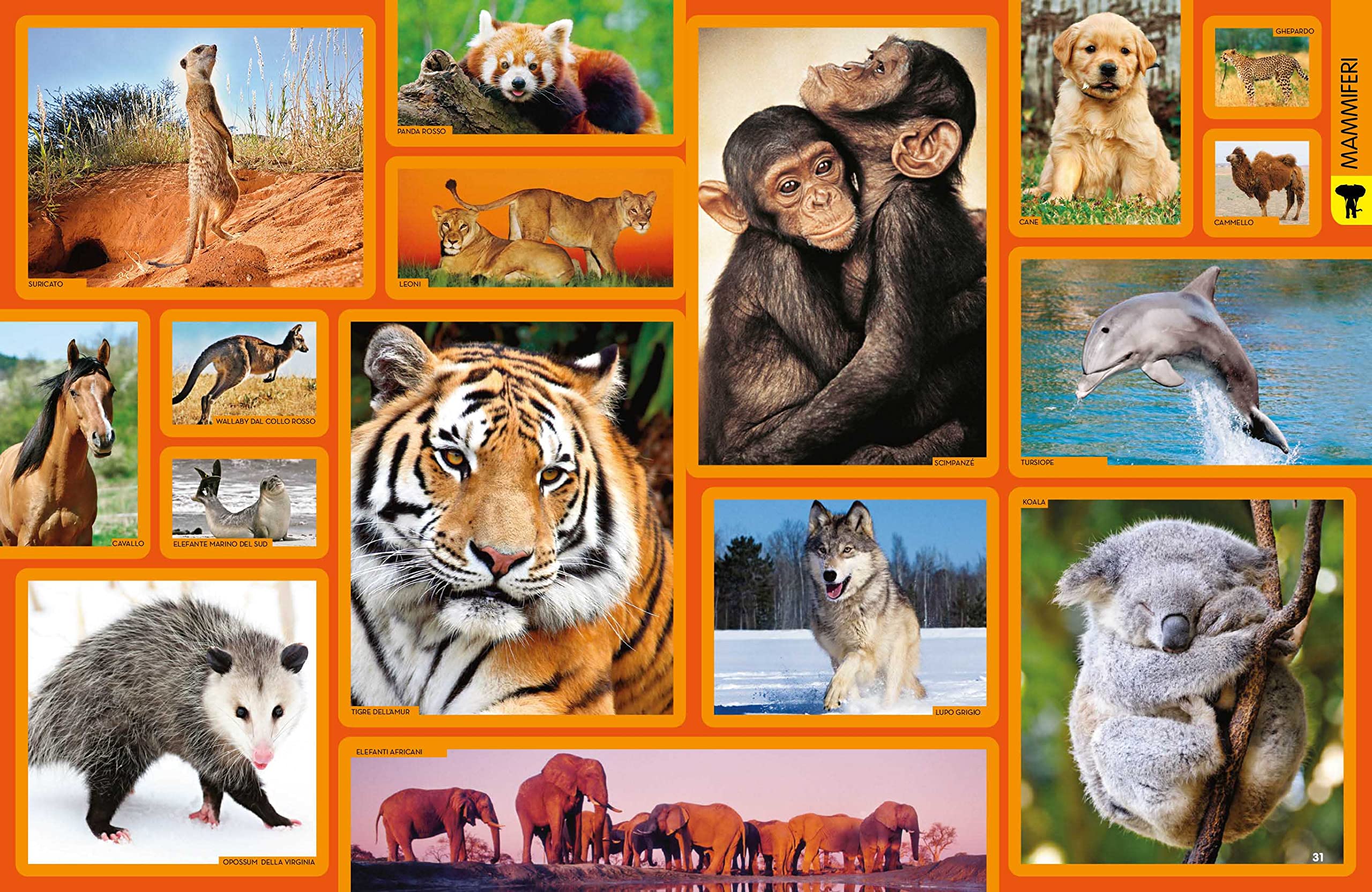 NATIONAL GEOGRAPHIC KIDS - La Grande Enciclopedia Degli Animali | Guida Illustrata per Bambini | Educazione e Divertimento | Scoperta della Fauna