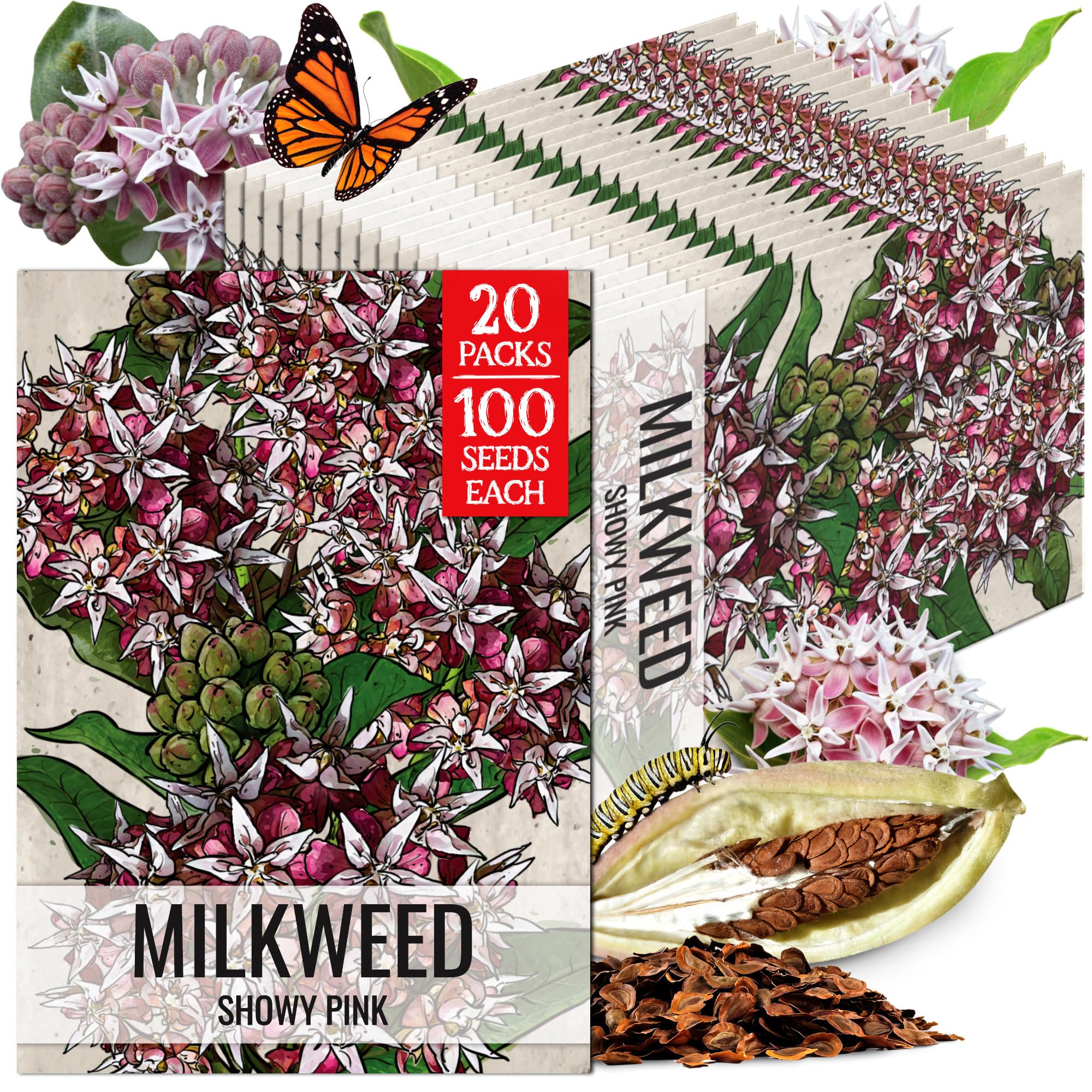 Seed Needs Showy Milkweed Seeds to Attract Monarch Butterflies 20 Pack