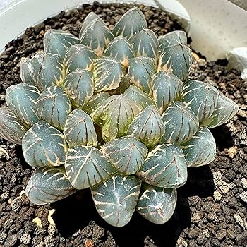 Amazon｜多肉植物 観葉植物 ハオルチア ハオルシア ブラック