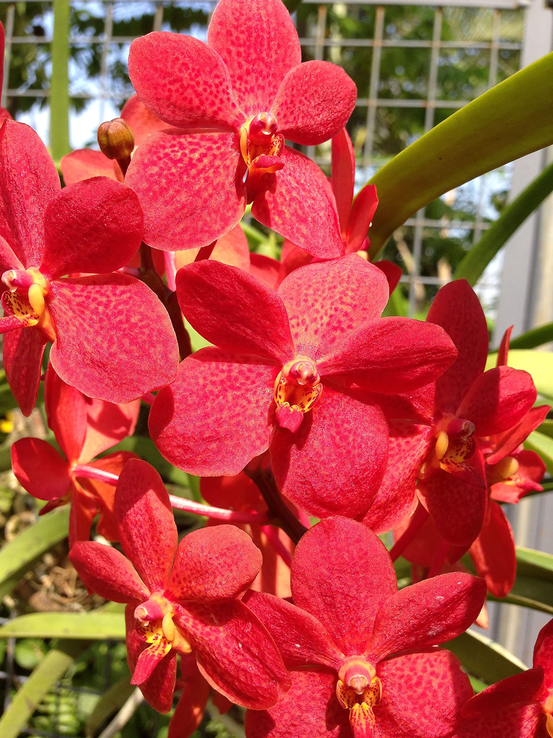 Green Paradise Rosy Mokara Orchid Plant (B093LM6JPK) Amazon Price History, Amazon Price Tracker
