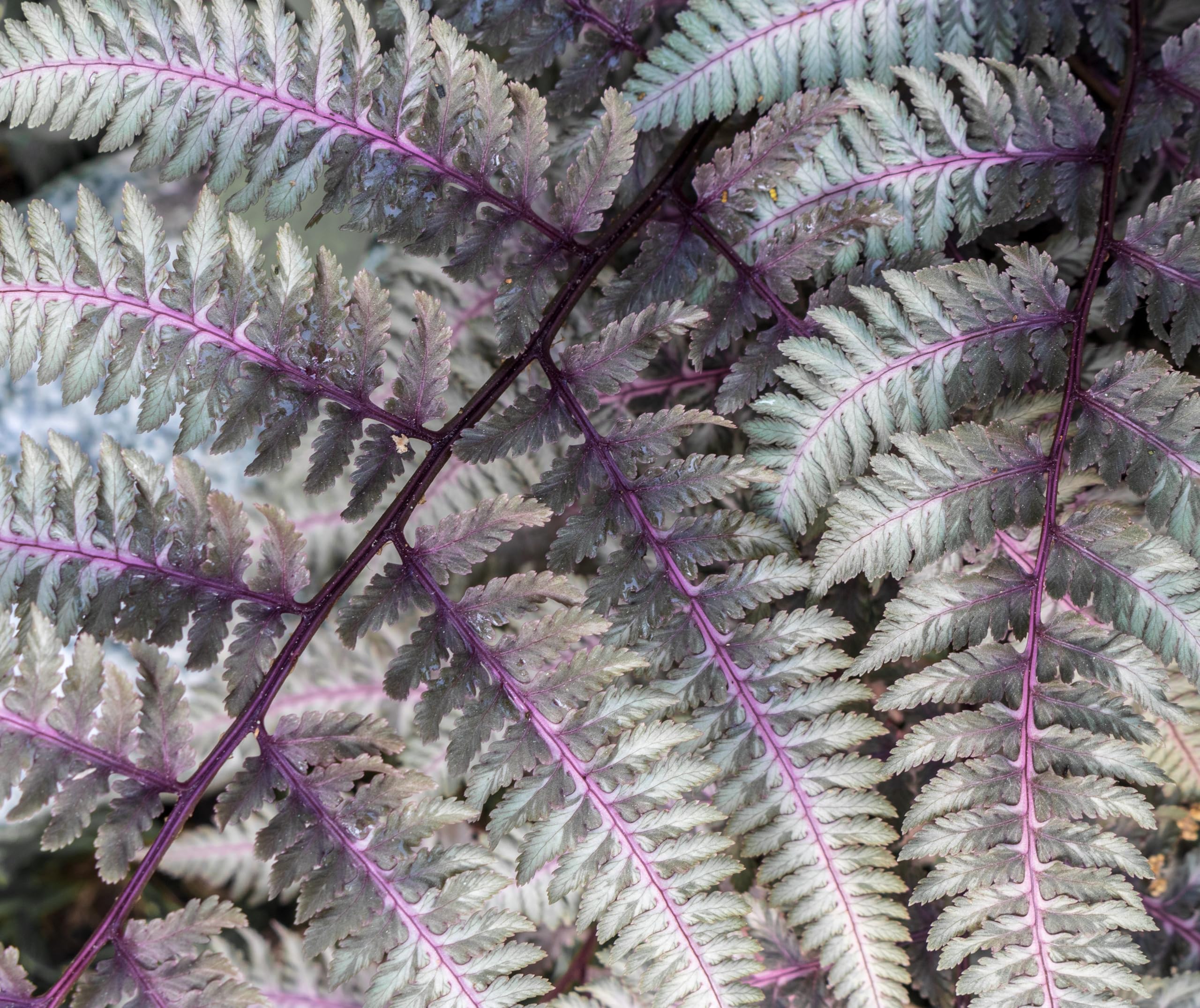 Stauden Gänge 3 x Athyrium niponicum 'Burgundy Lace' im 1 Liter Topf (Farn/Winterhart/Mehrjährig/Staude/Stauden) Japanischer Regenbogenfarn - Farbenspiel aus Burgunderrot und Silber