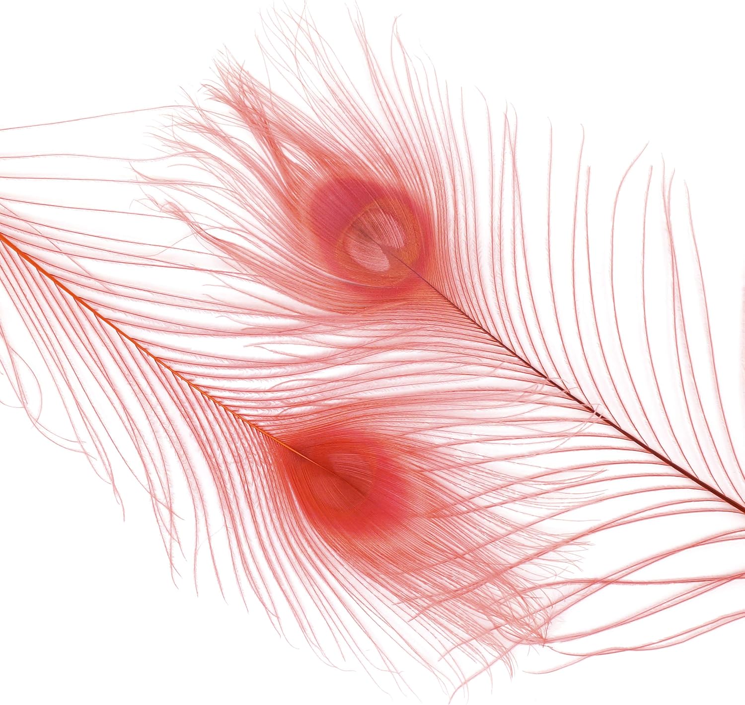 Zucker –Peacock Feathers – Feathers for Crafts