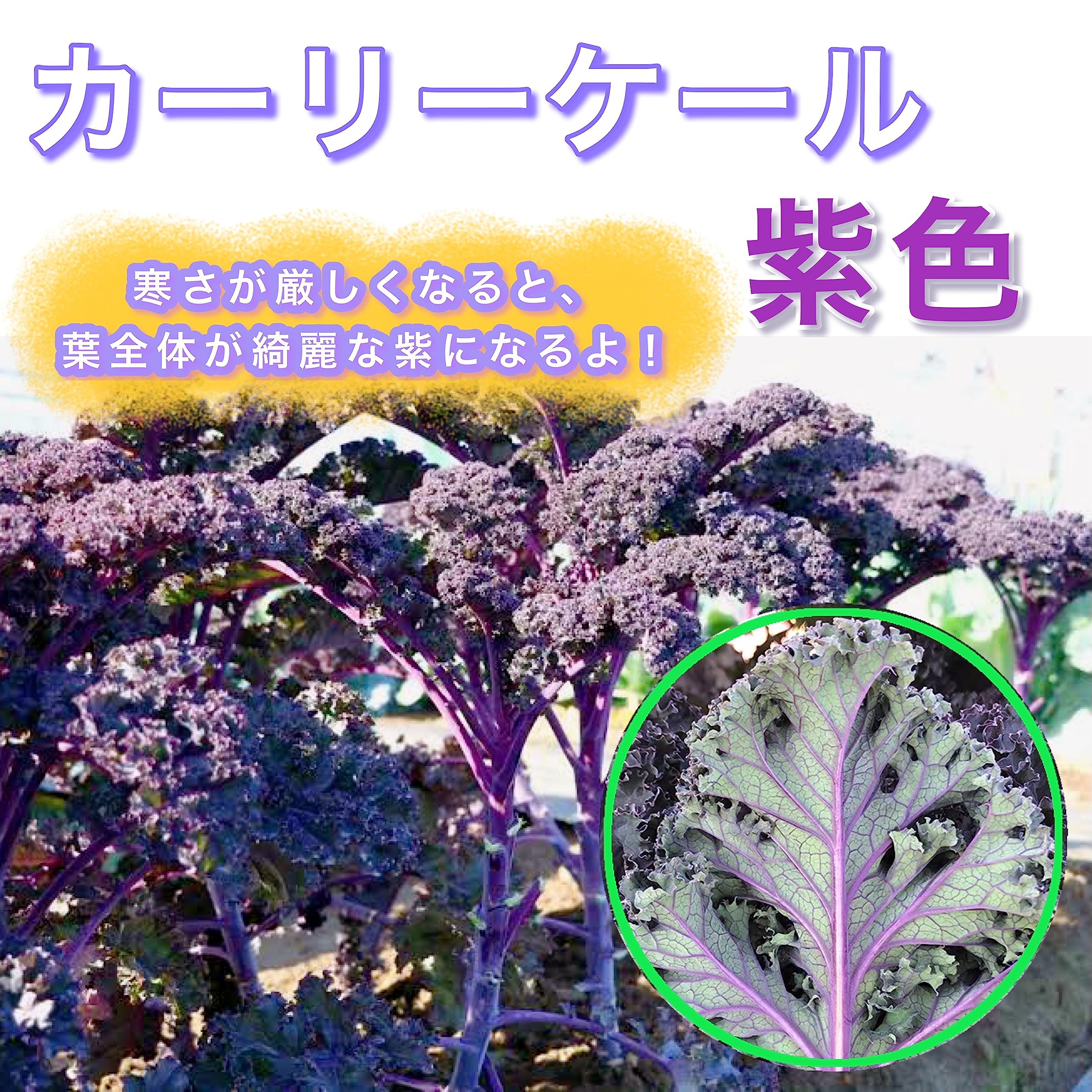 Amazon.co.jp: ウクレレ園芸SHOP カーリーケール 2種類Mix種子0.2㎖330