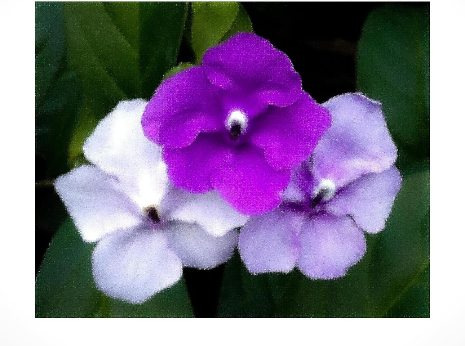 Yesterday Today Tomorrow - Brunsfelsia pauciflora 'Emerald's Grand' - Live Tropical Plant - Lavender White Purple Flower - Starter Size 4 Inch Pot