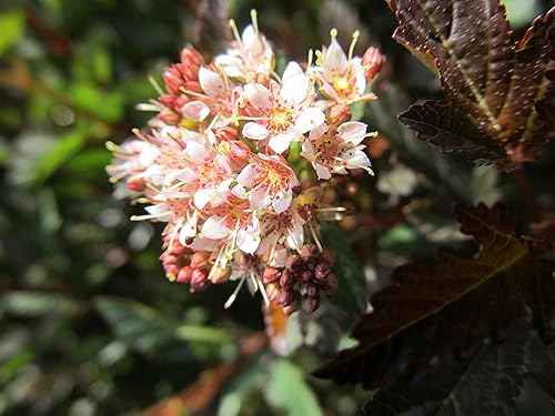 Miniatura 6 de Ganadores probados - Physocarpus op. Vino de verano (Ninebark) Arbusto, follaje rojo, #3 - Contenedor de tamaño