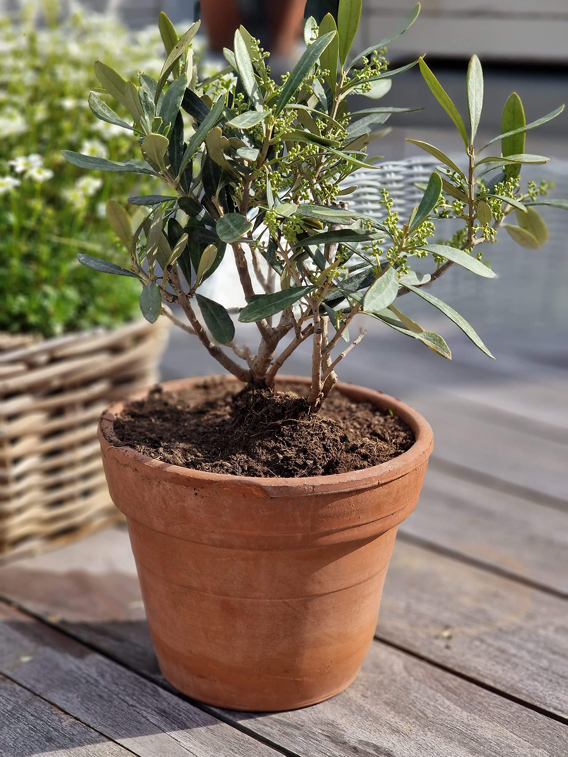 Meine Orangerie - kleiner Olivenbaum im echten Terracotta-Topf (rustikal) -  echter Olivenbaum im Tontopf - Olea Europaea - Hhe ca. 30 cm - Olive Tree  - Fruchtreifer Mini Olivenbaum in Grtnerqualitt: Amazon.de: Garten