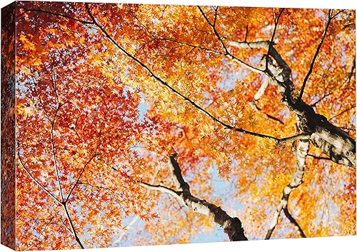 SIGNFORD Lienzo impreso para pared, multicolor, naranja, amarillo, árboles de otoño, naturaleza, fotografía, realismo, paisaje decorativo,