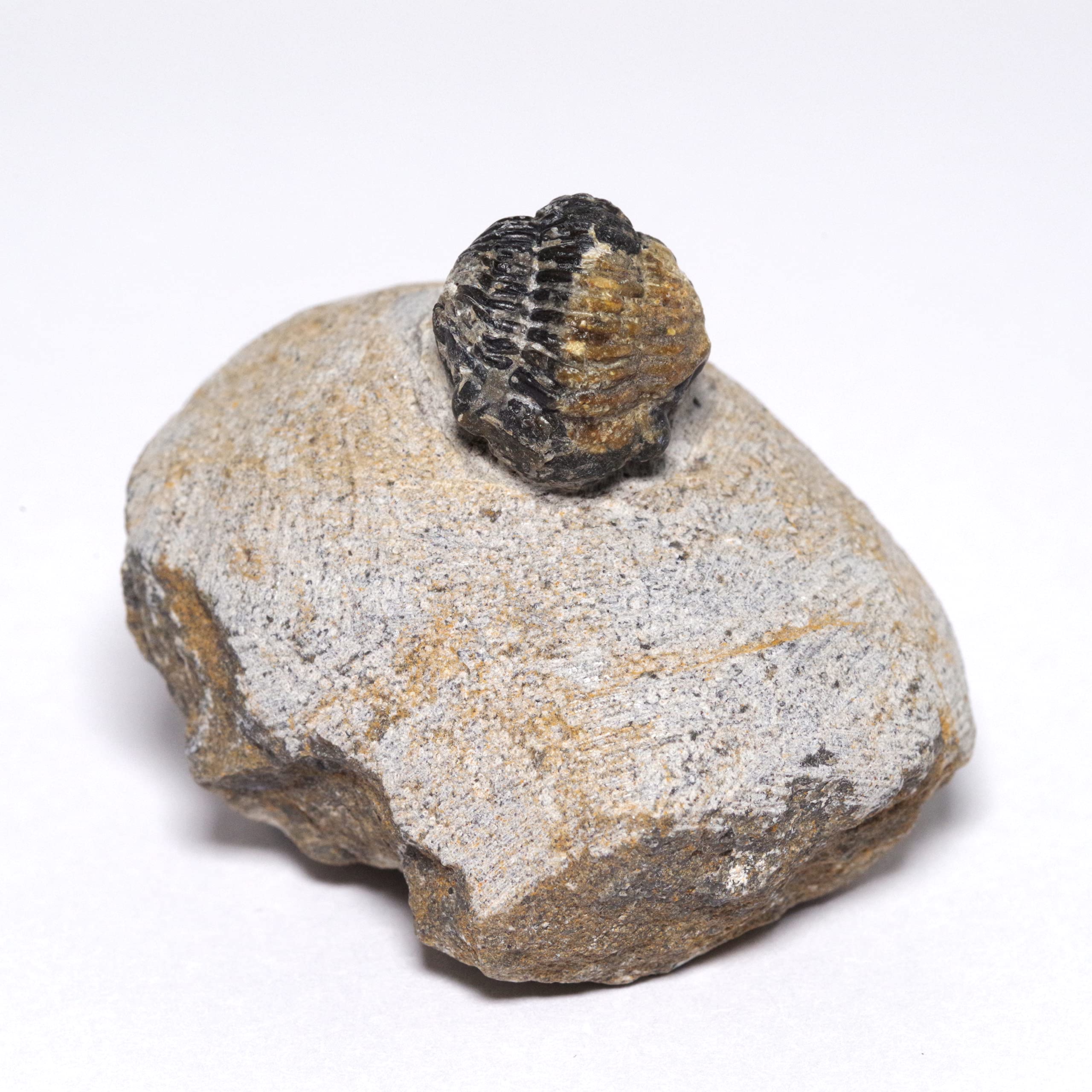巣穴モロッコ 希少上質 Gerastos tuberculatus 三葉虫化石0206 公式