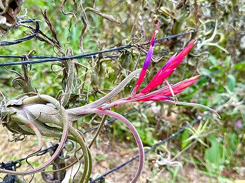 Miniatura 9 de Air Plants - Tillandsia Caput Medusae con flores, grande de 5 a 7 pulgadas, 1 unidad, llegada en vivo garantizada, plantas de interior para