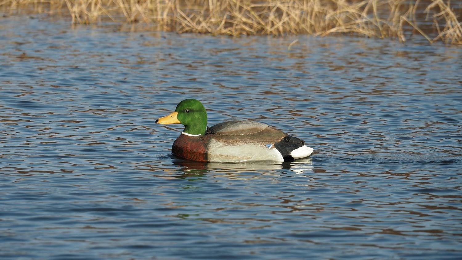 ***The Natural Swimmer***