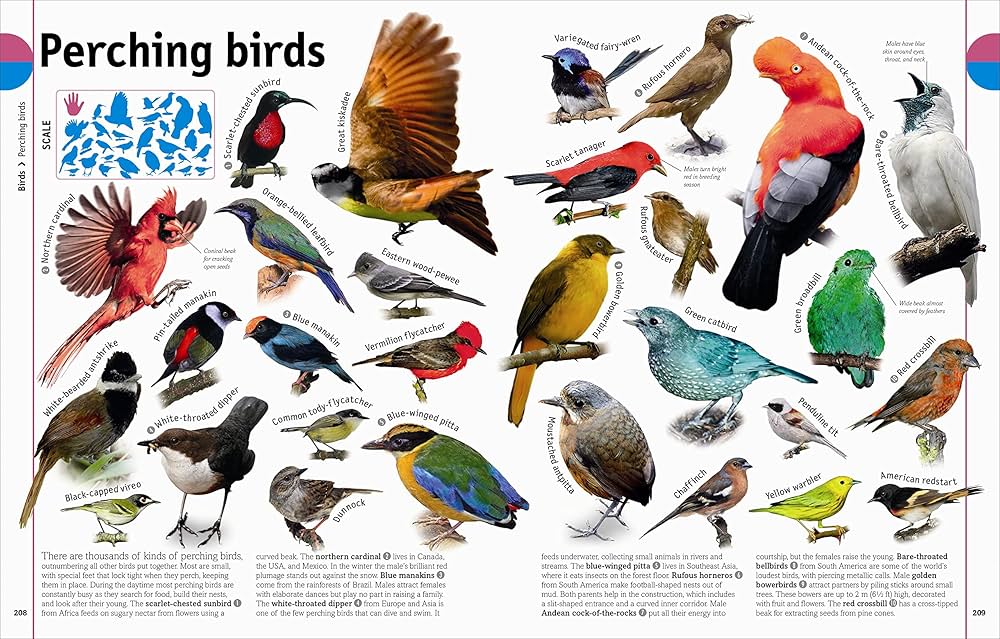 その他 Animal Encyclopedia 5: Hot Creatures [DVD] Animal Encyclopedia 5: Hot Creatures [DVD]